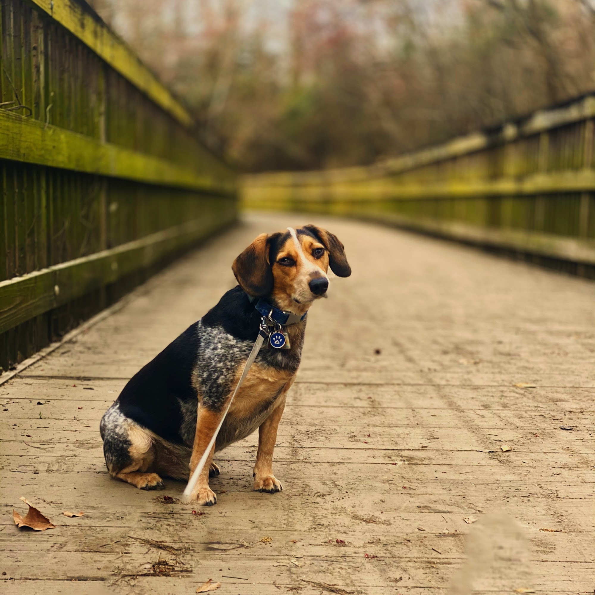 Meadow View Veterinary Clinic Byron