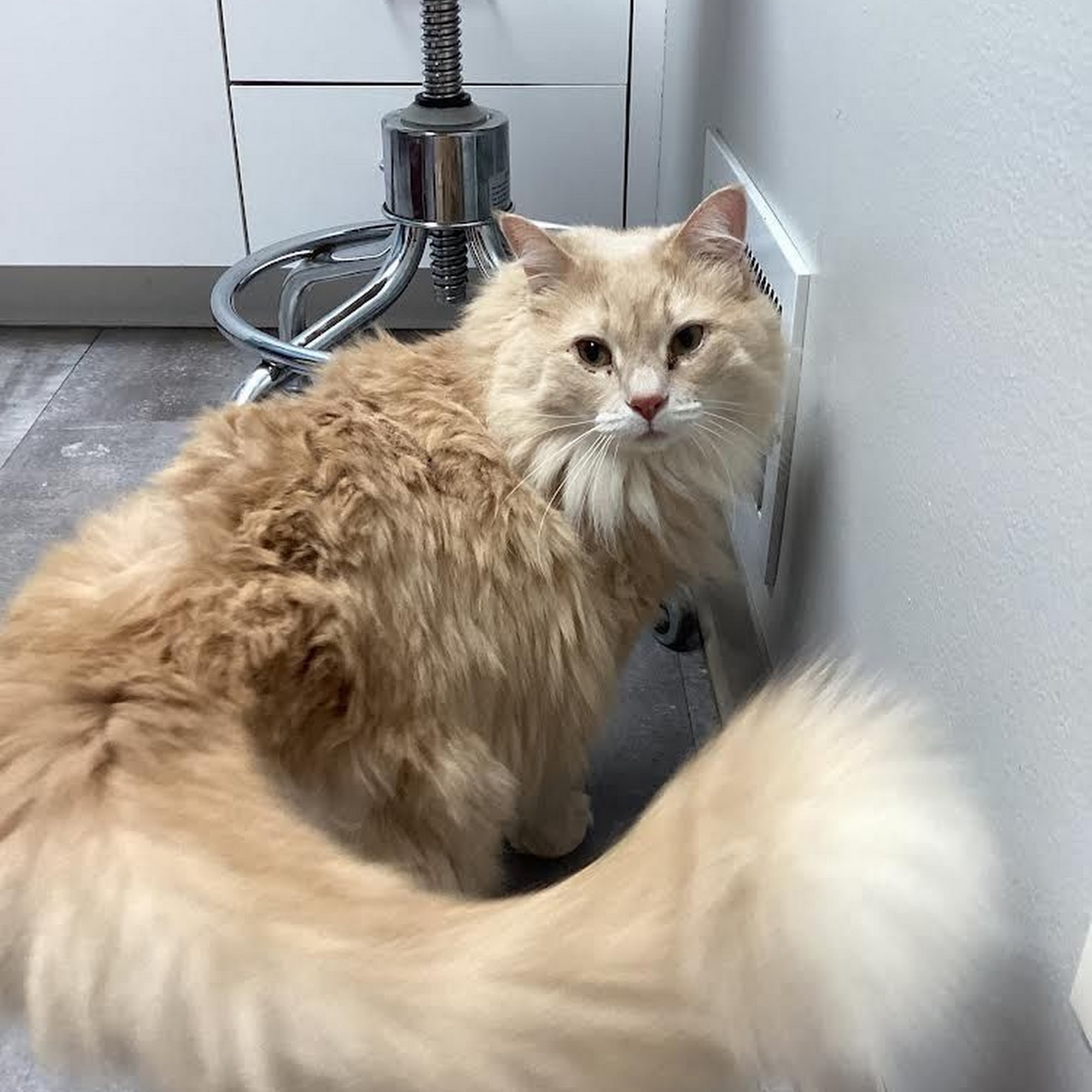 Elm Creek Animal Hospital Champlin