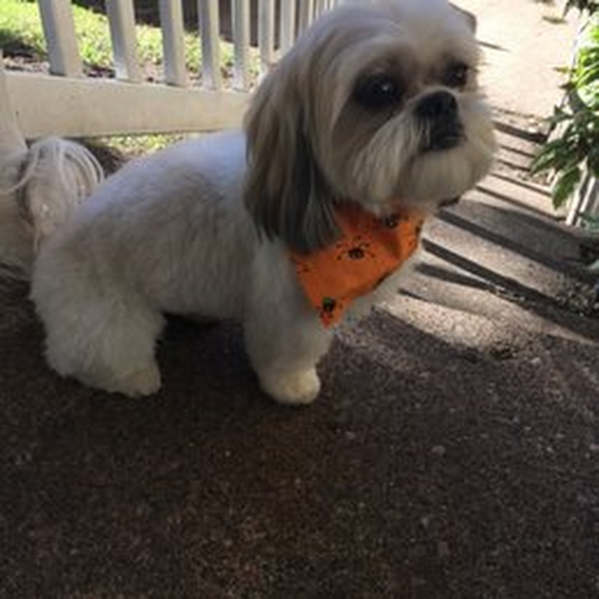 Furry Tails Grooming Salon Champlin