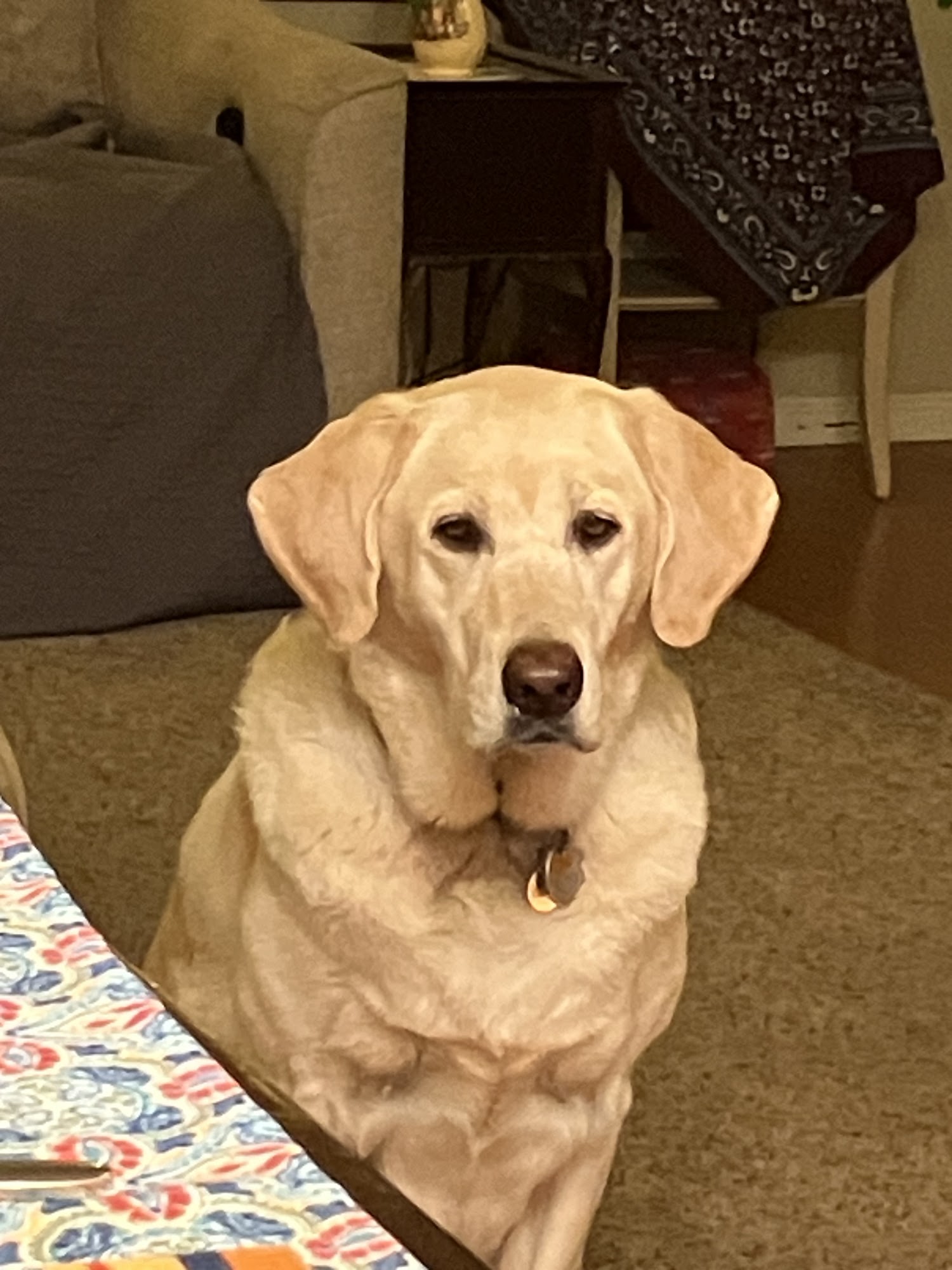 Hometown Veterinary Partners Champlin Champlin