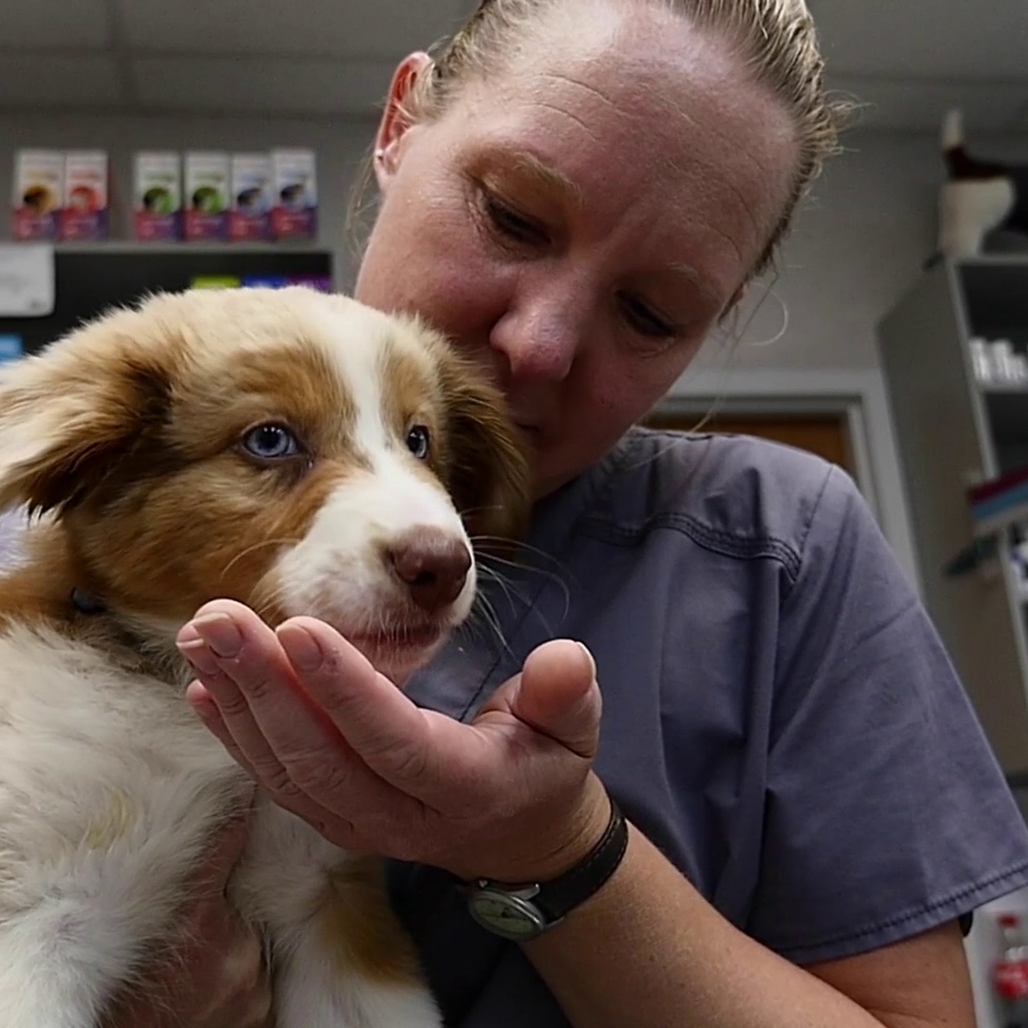 Chaska Valley Veterinary Clinic Chaska
