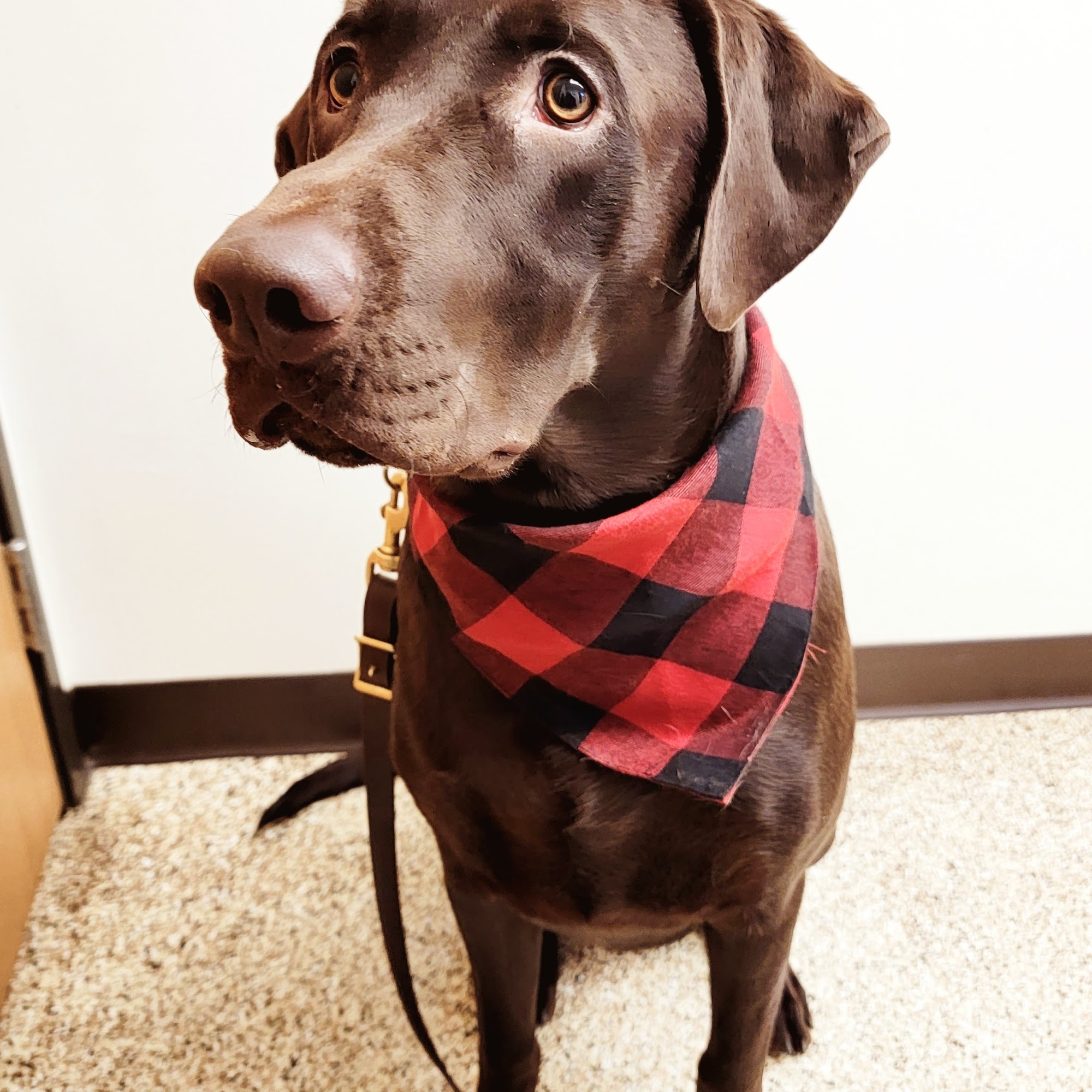 Clearwater Animal Hospital Clearwater