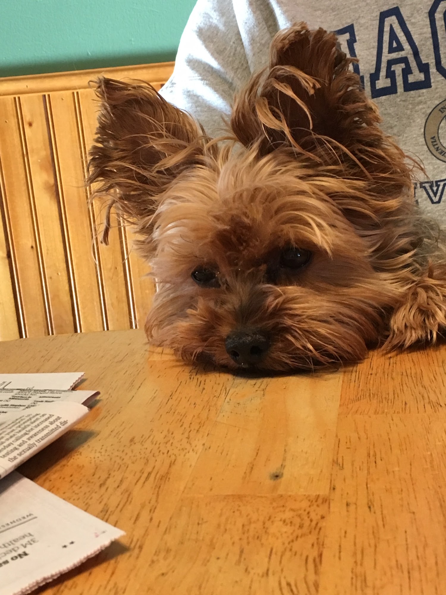 Crow Goebel Veterinary Clinic Cloquet