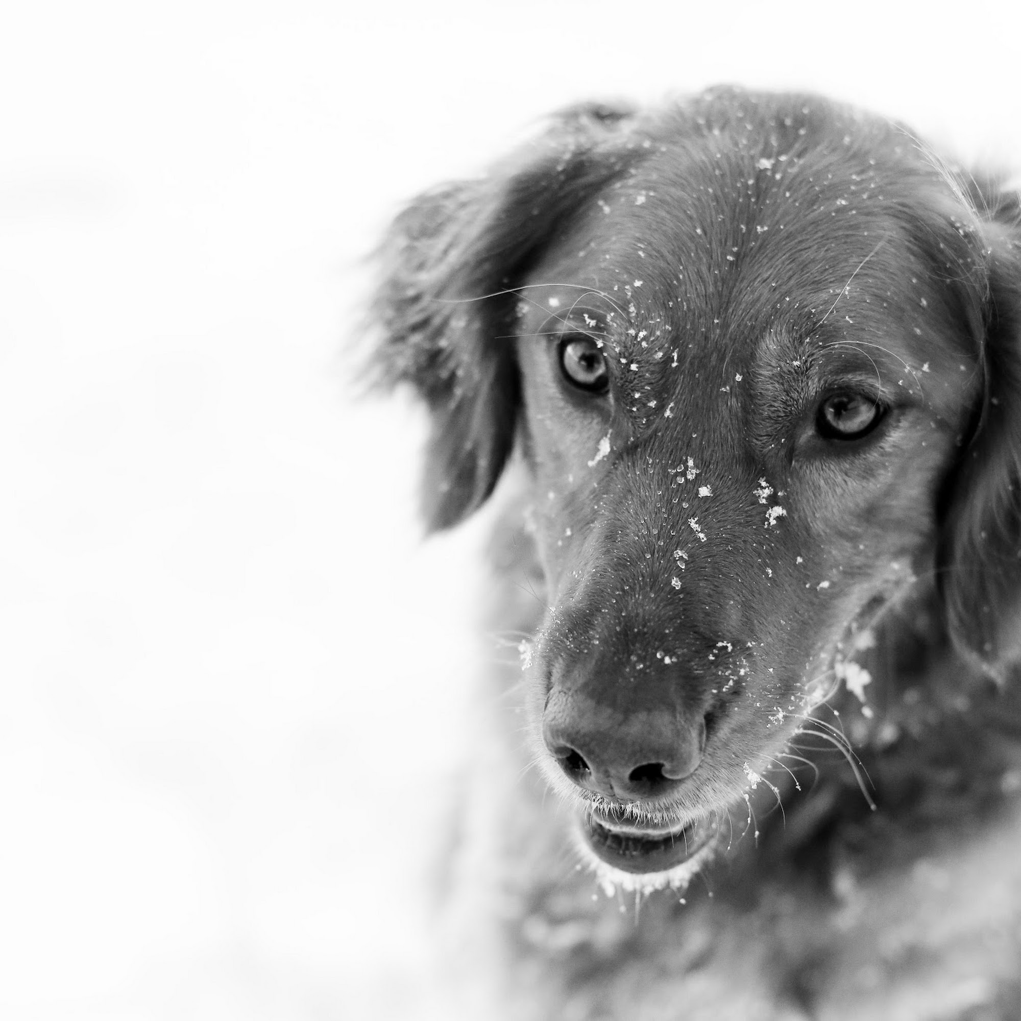 Associated Veterinary Clinic Cokato