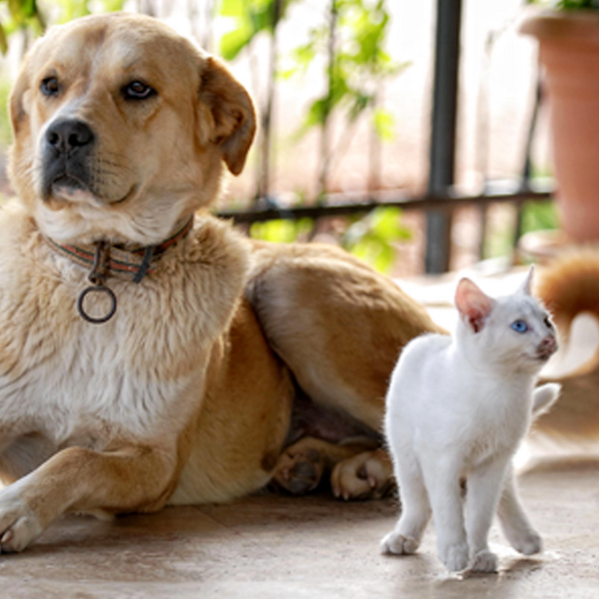 Cokato Veterinary Services Cokato