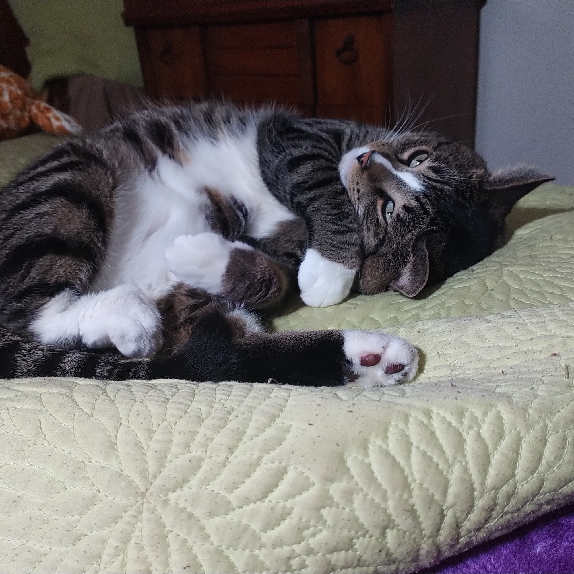 All Pets Animal Hospital Columbia Heights