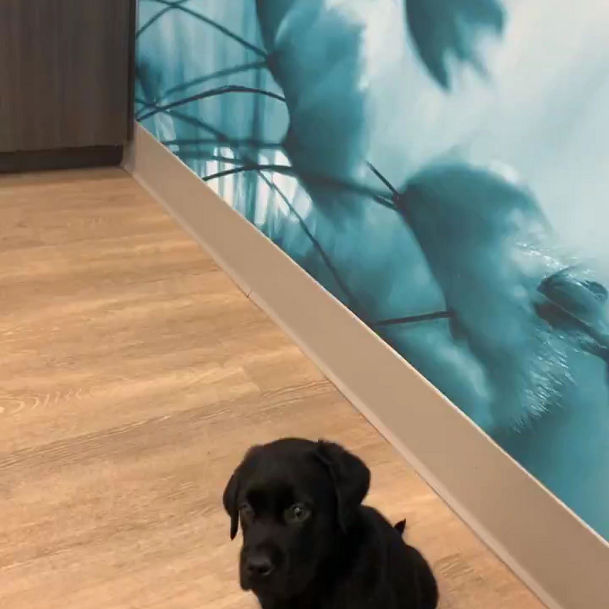 WellHaven Pet Health Coon Rapids Coon Rapids