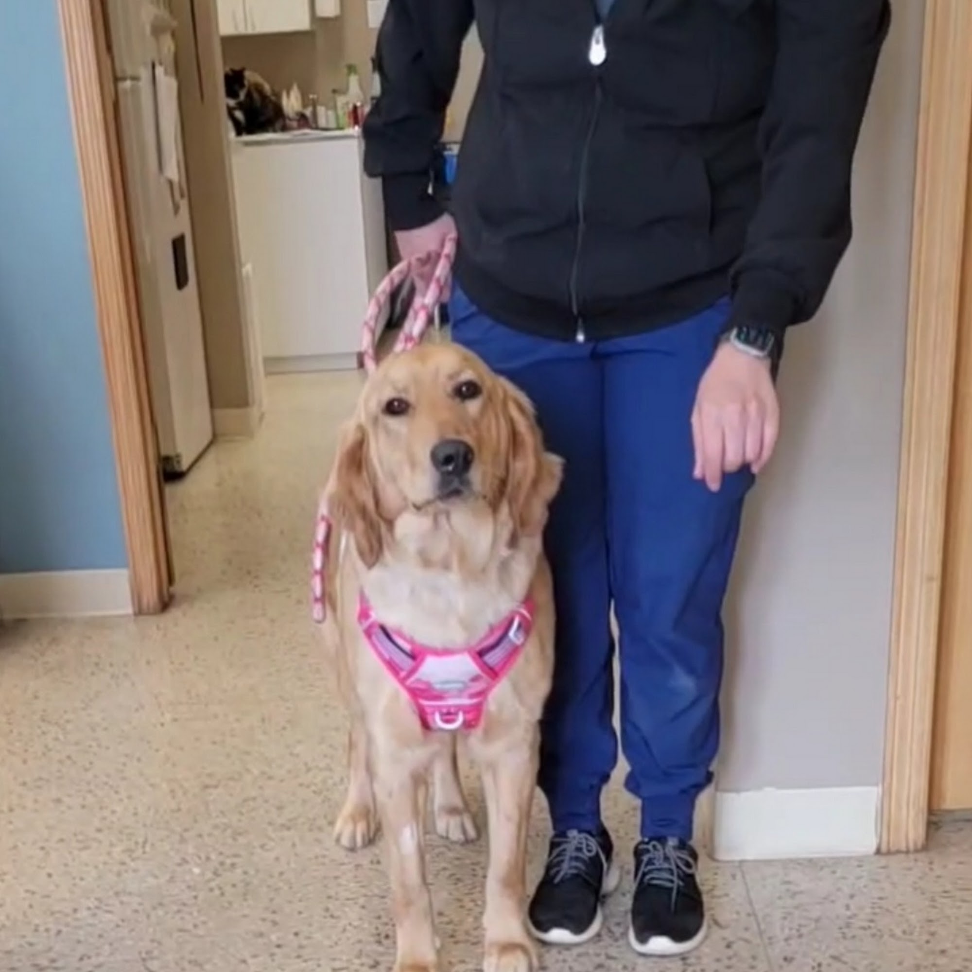 Cottage Grove Animal Hospital Cottage Grove