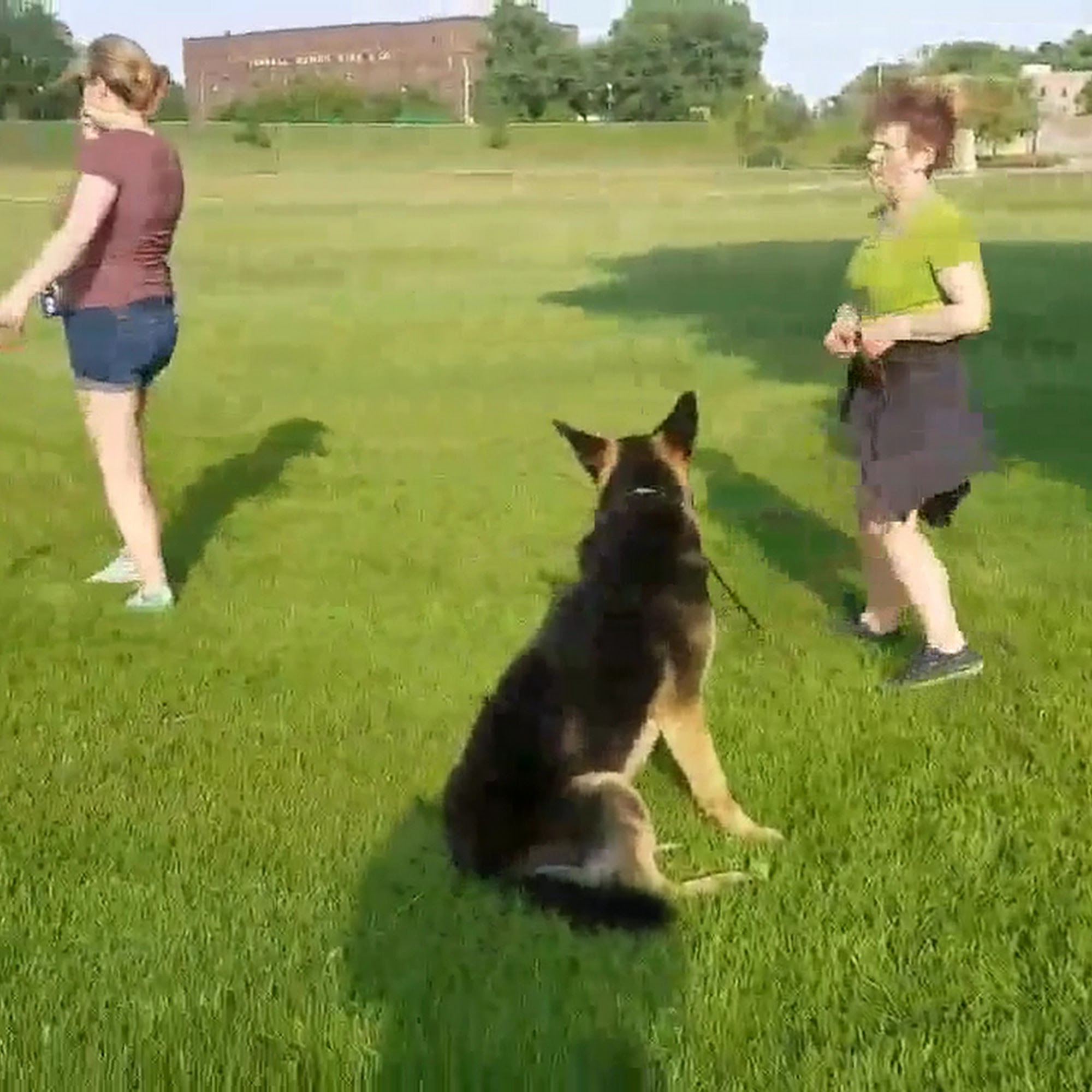 Big Leap of Faith Dog Training & Services Cottage Grove