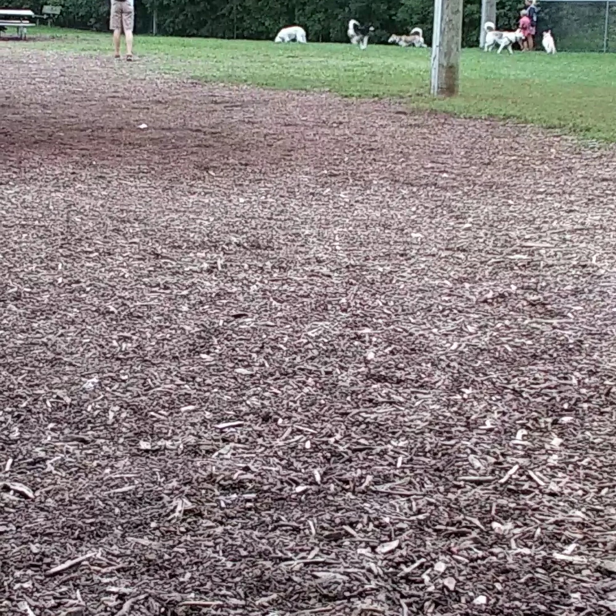 Bassett Creek Dog Park Crystal