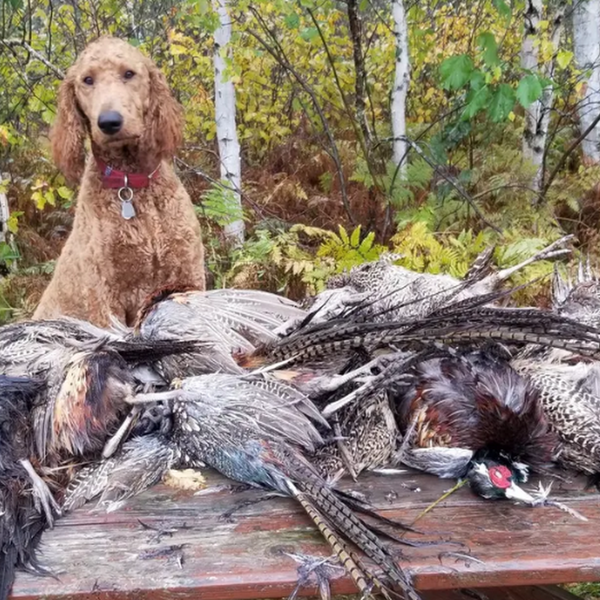 Poodles Around 41500 Co Rd 128, Deer River Minnesota 56636