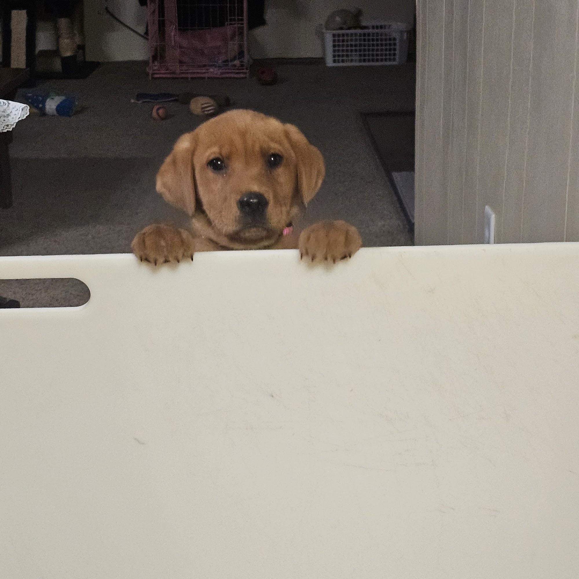 Delano Veterinary Clinic Delano