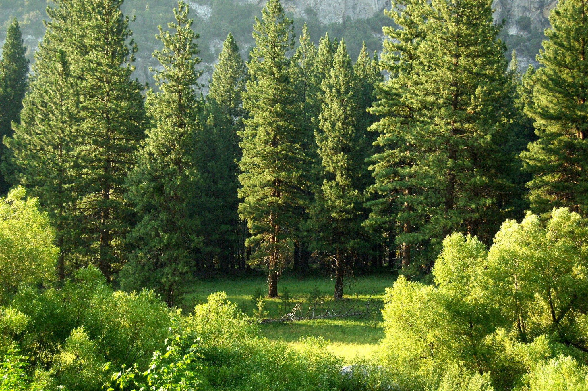 Viking Land Tree Care 2530 US-12 SE, Delano Minnesota 55328