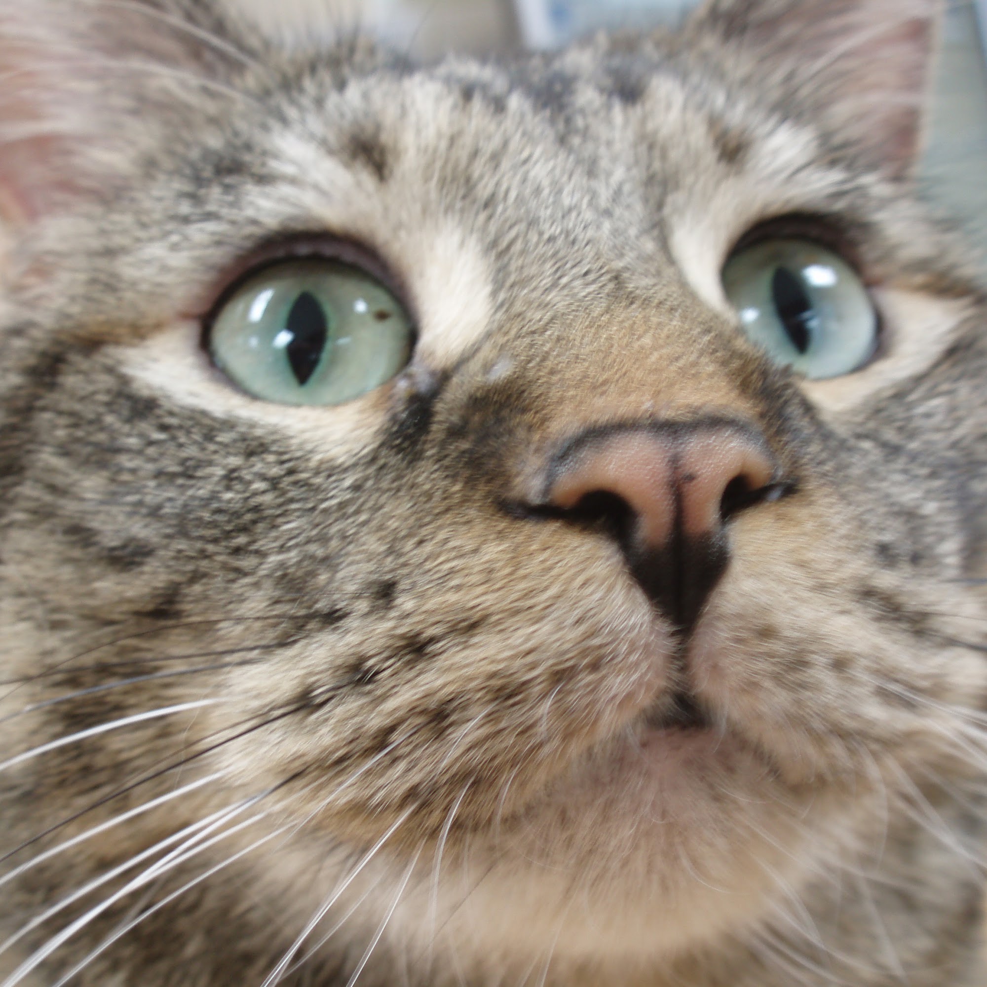 Detroit Lakes Animal Hospital Detroit Lakes