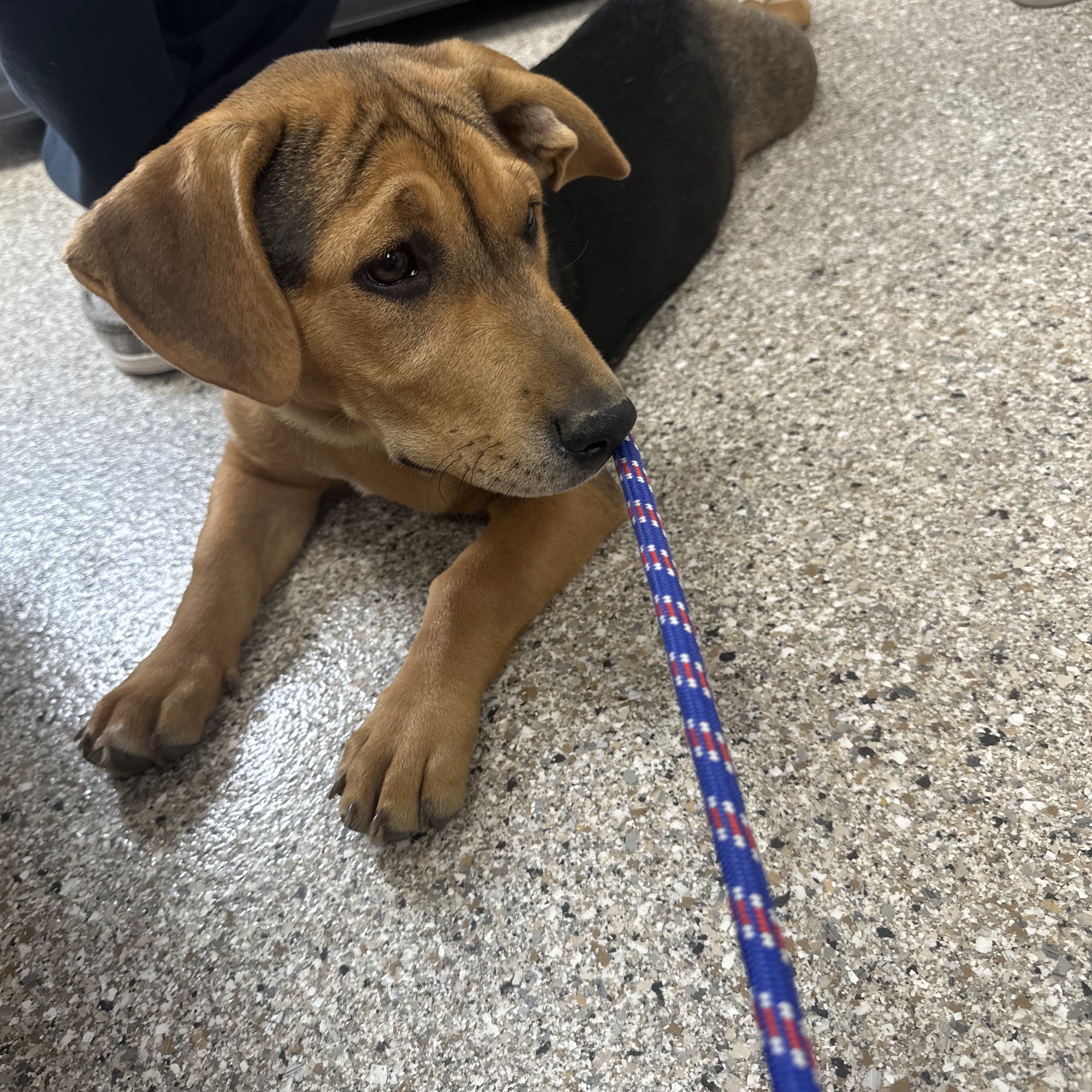 Humane Society of the Lakes Detroit Lakes