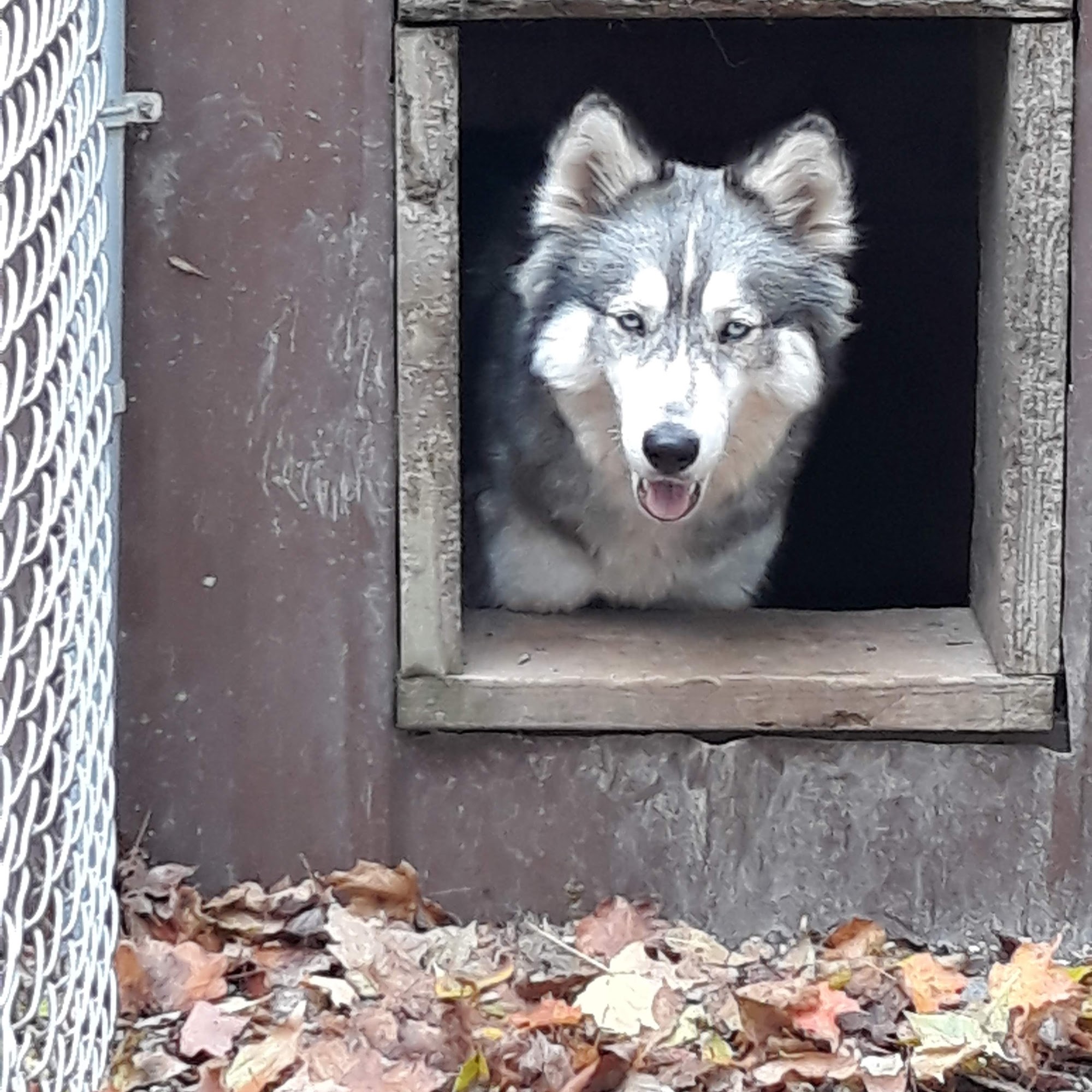 Rolling Acres Boarding Kennel Detroit Lakes