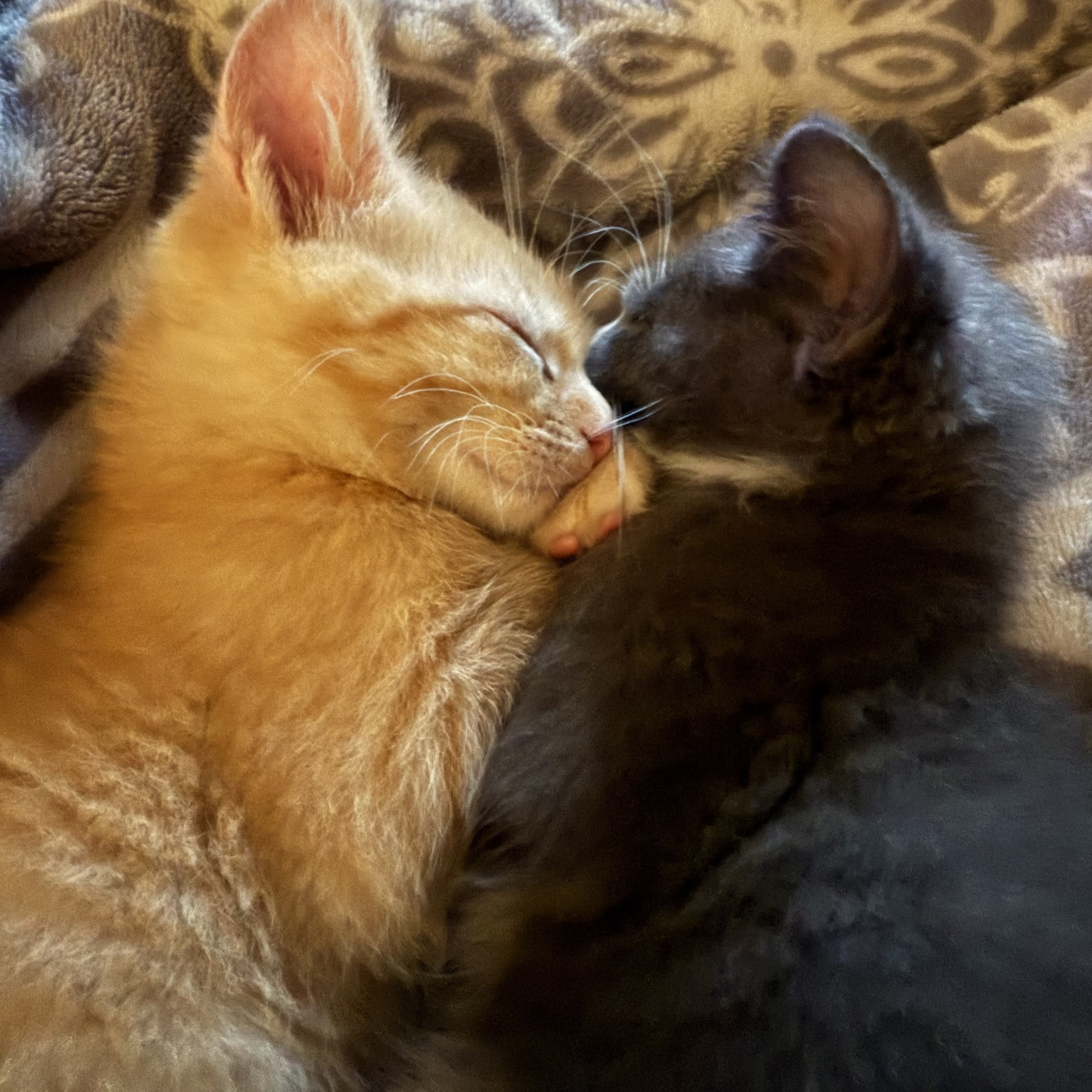 Twin Ports Spay/Neuter Duluth