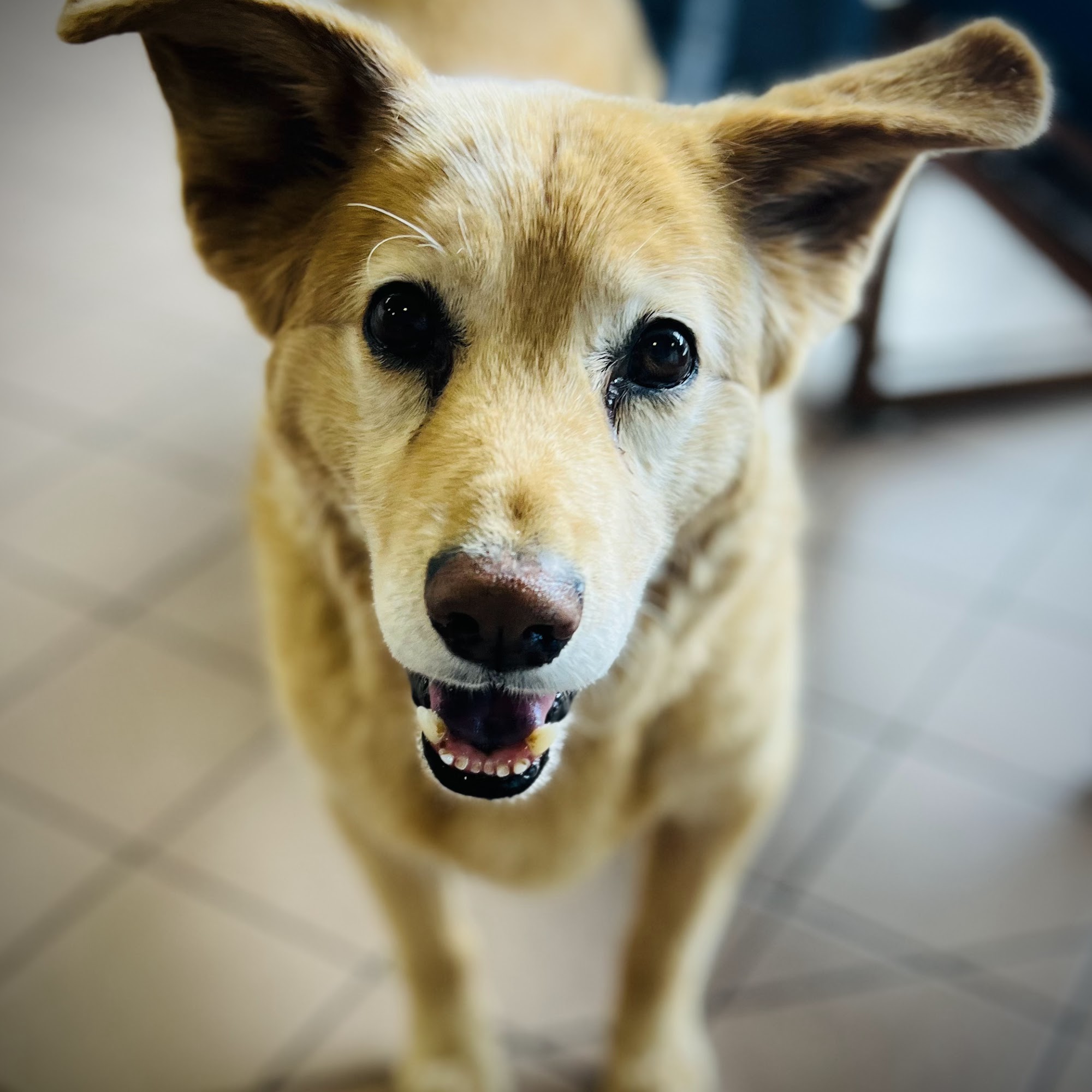 Duluth Veterinary Hospital Duluth