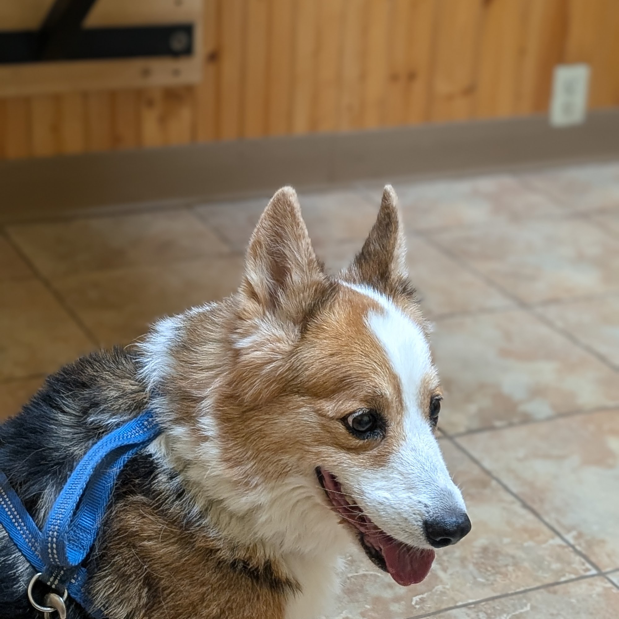 Grand Avenue Veterinary Clinic Duluth