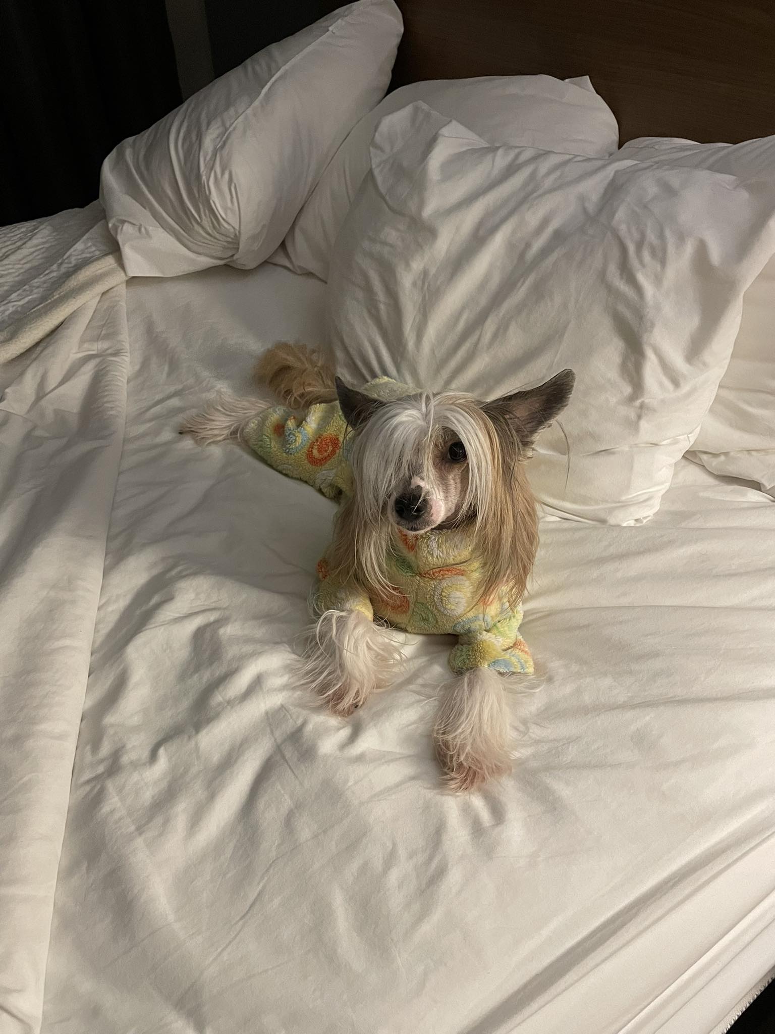 Diva Dog Grooming Duluth