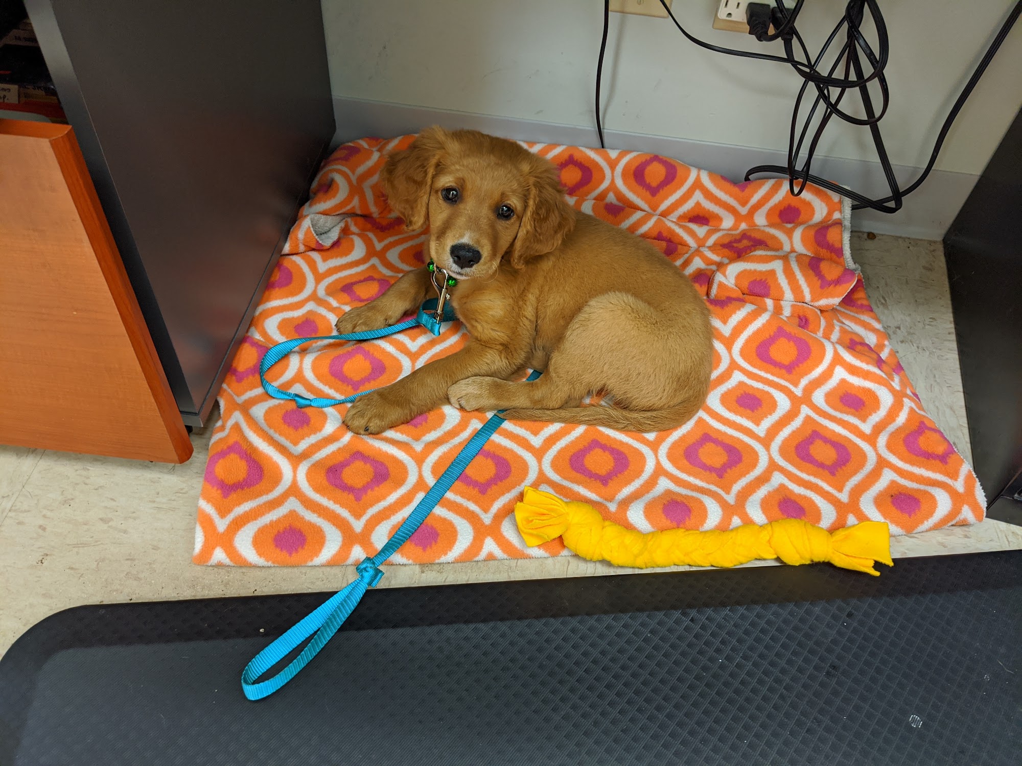 Countryside Animal Hospital Dundas