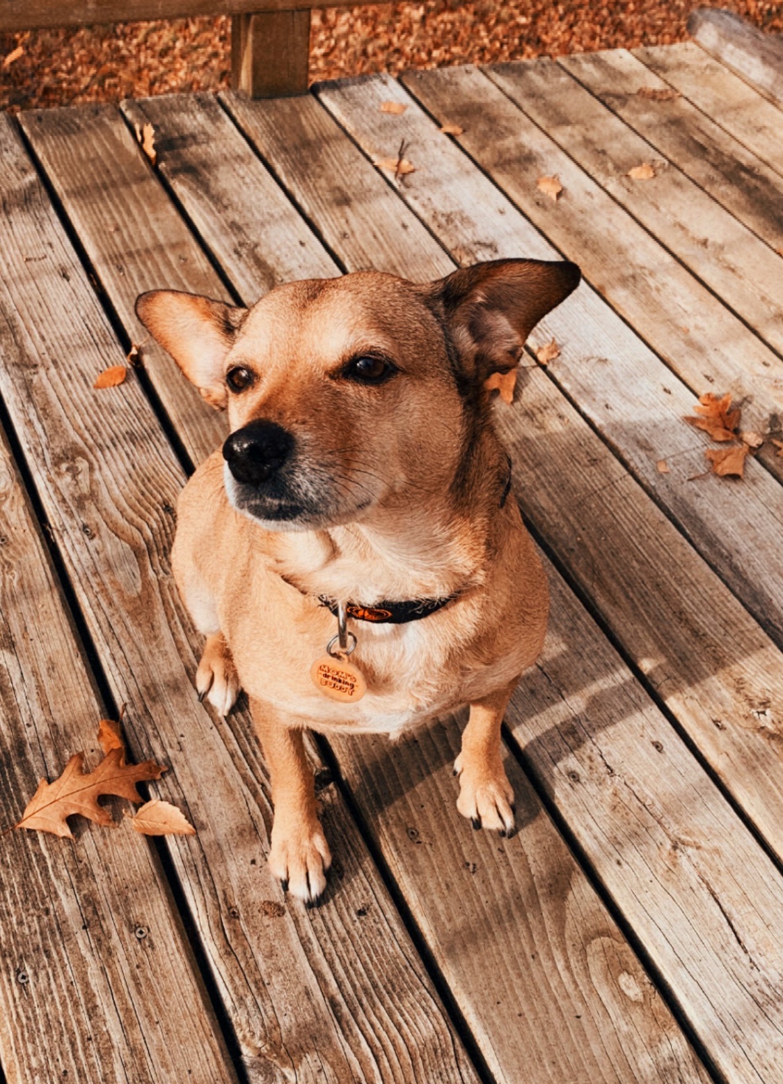 Lexington Pet Clinic Eagan