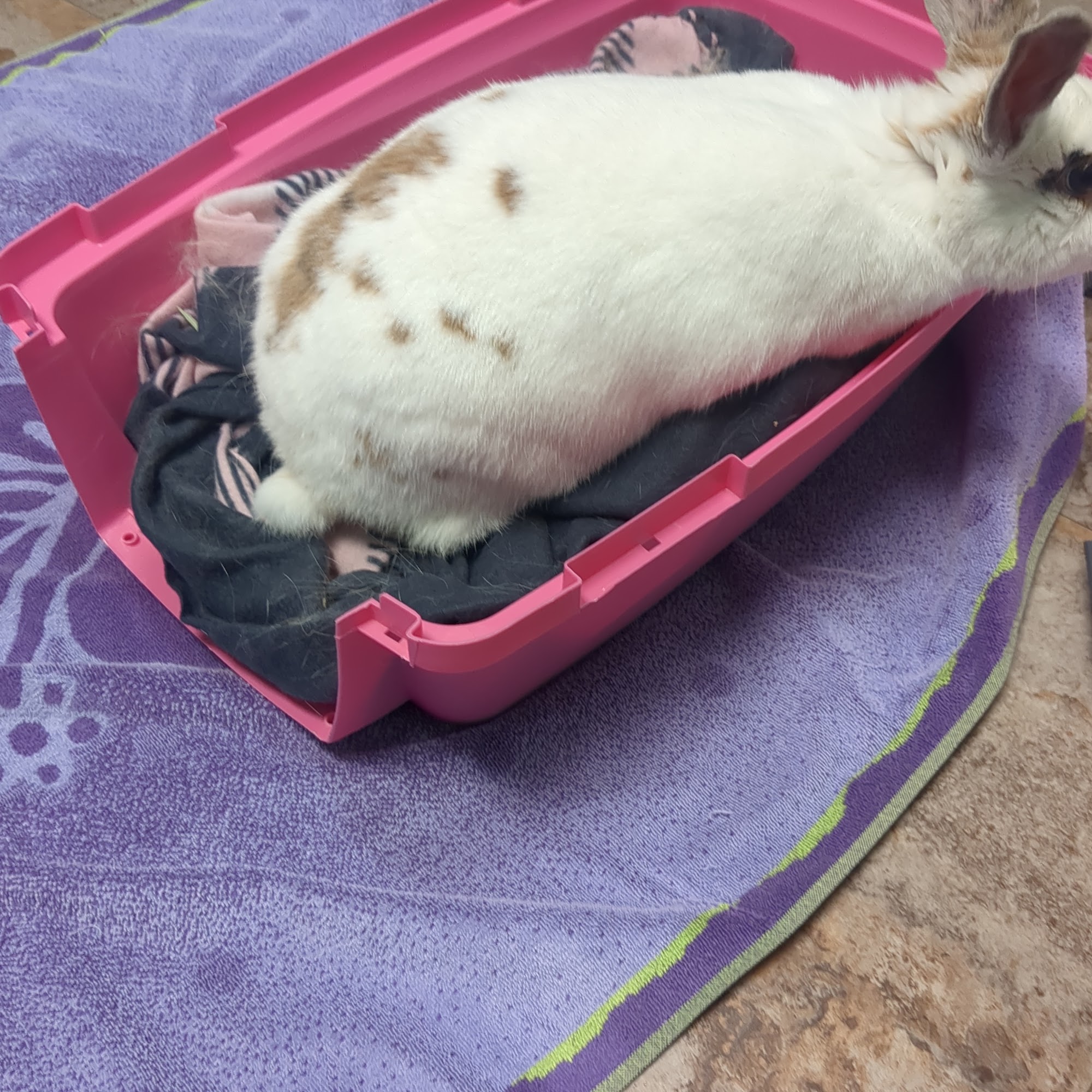 Lexington Pet Clinic Eagan