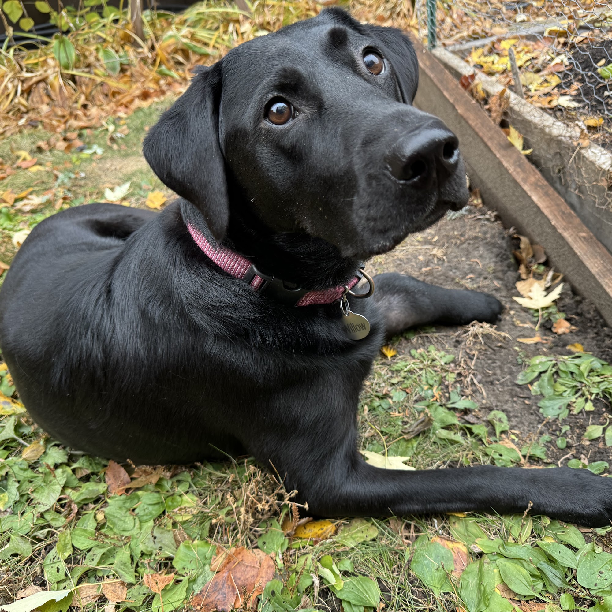 Pilot Knob Animal Hospital Eagan