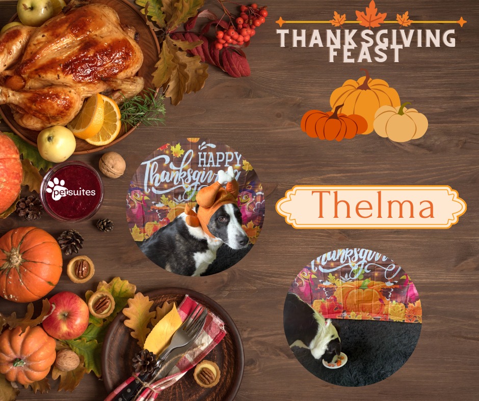 PetSuites Eagan Eagan