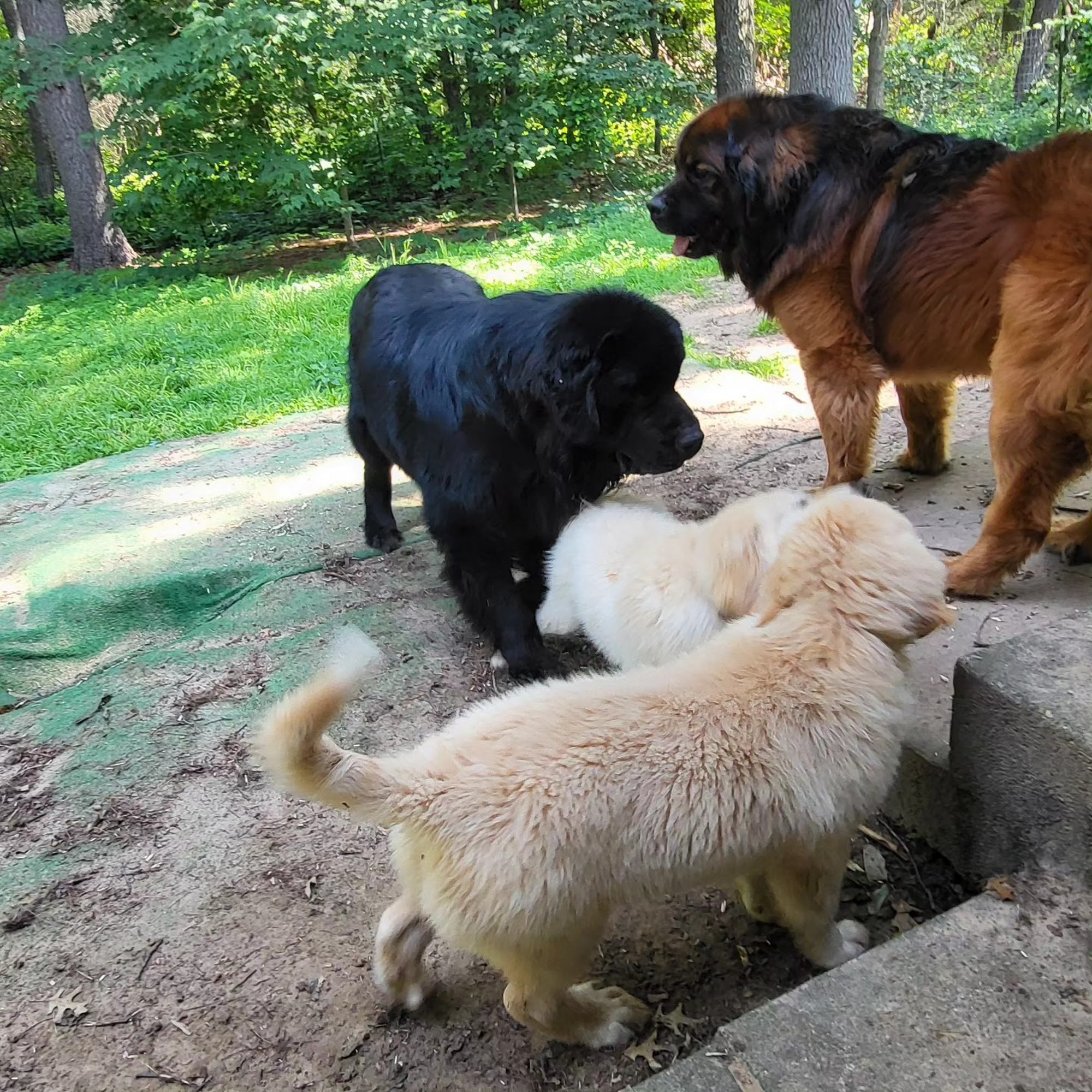 Neeter's Pet Sitting, LLC East Bethel