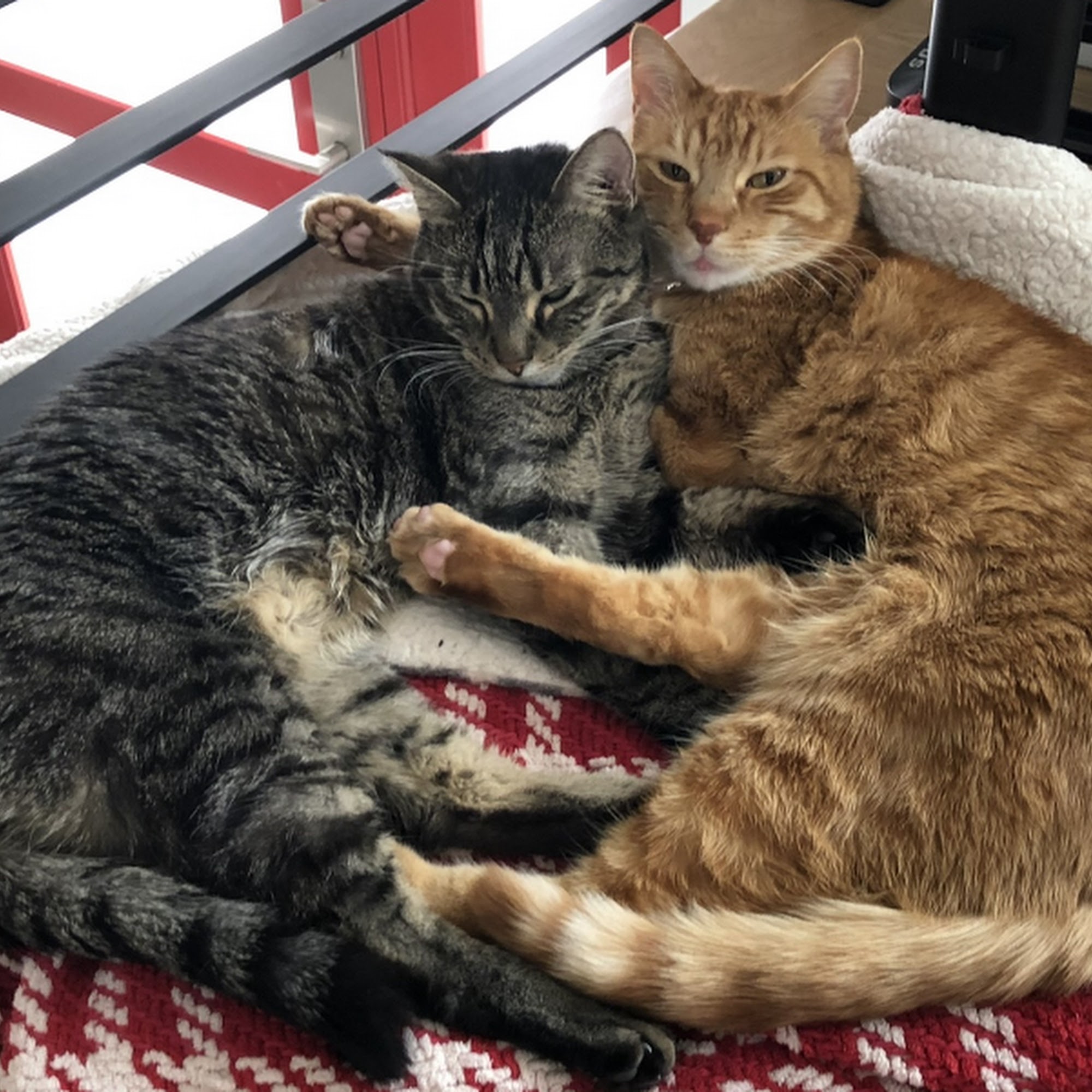 Anderson Lakes Animal Hospital Eden Prairie