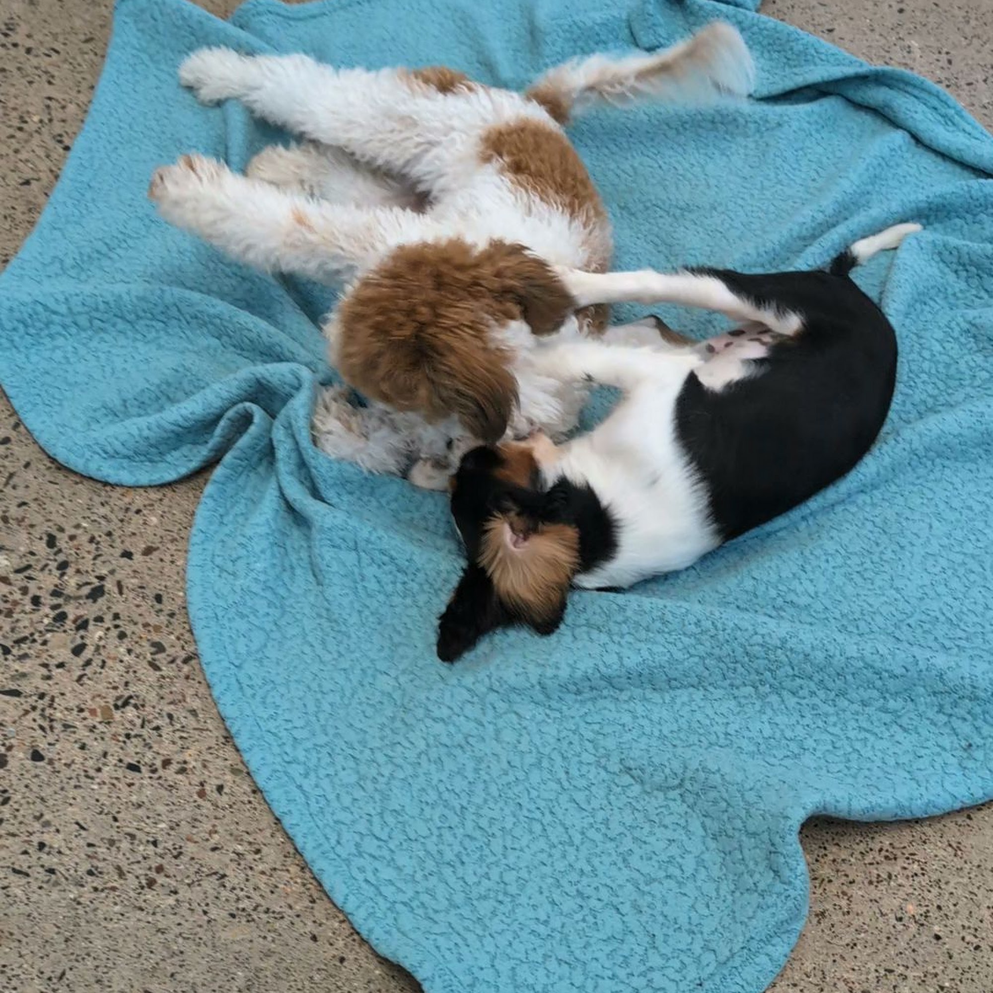 Wag 'n Woofs Eden Prairie