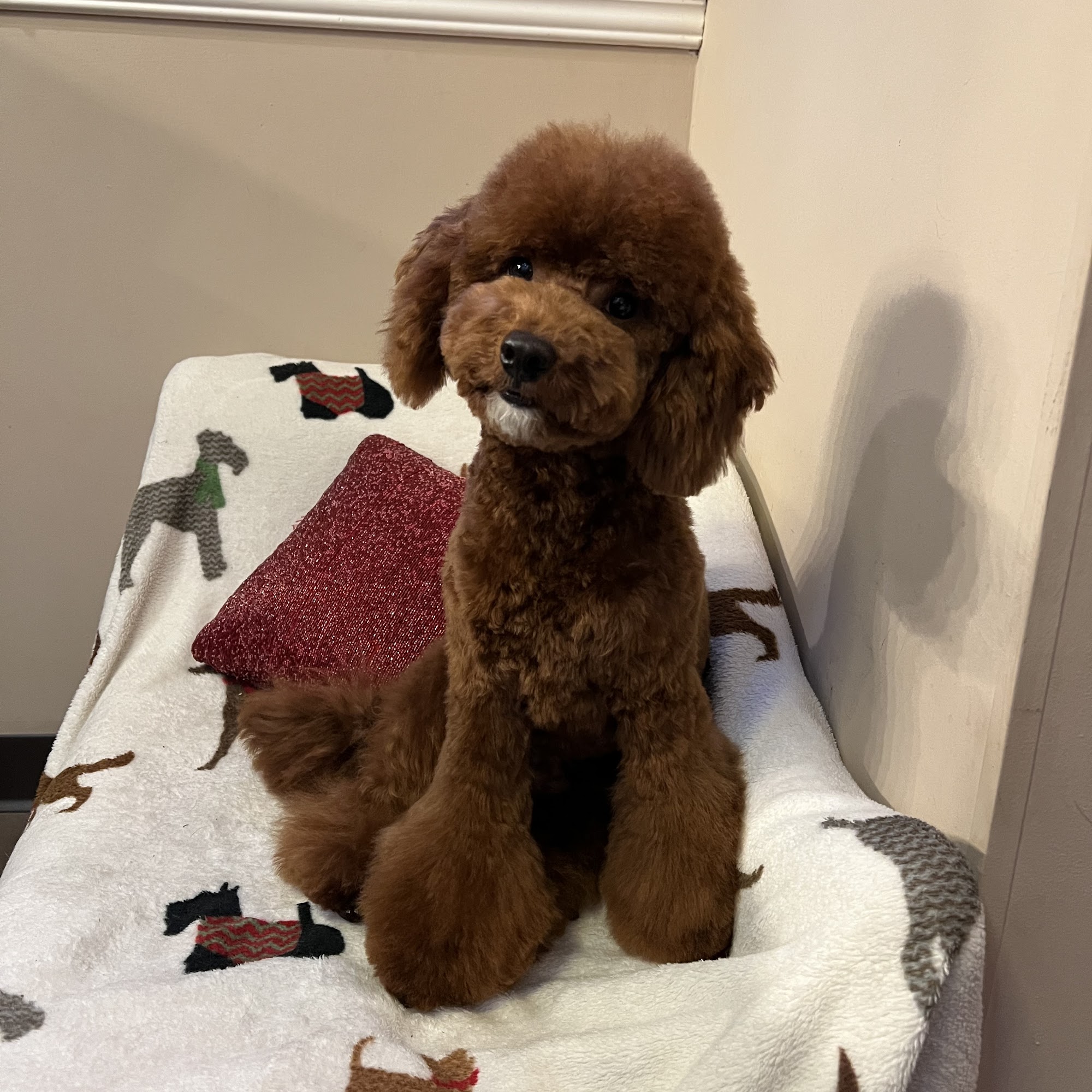 Mutty Paws Grooming Eden Prairie