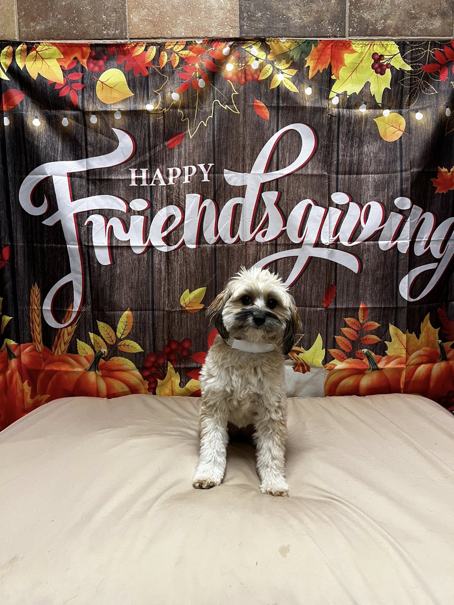 PetsHotel Eden Prairie Eden Prairie