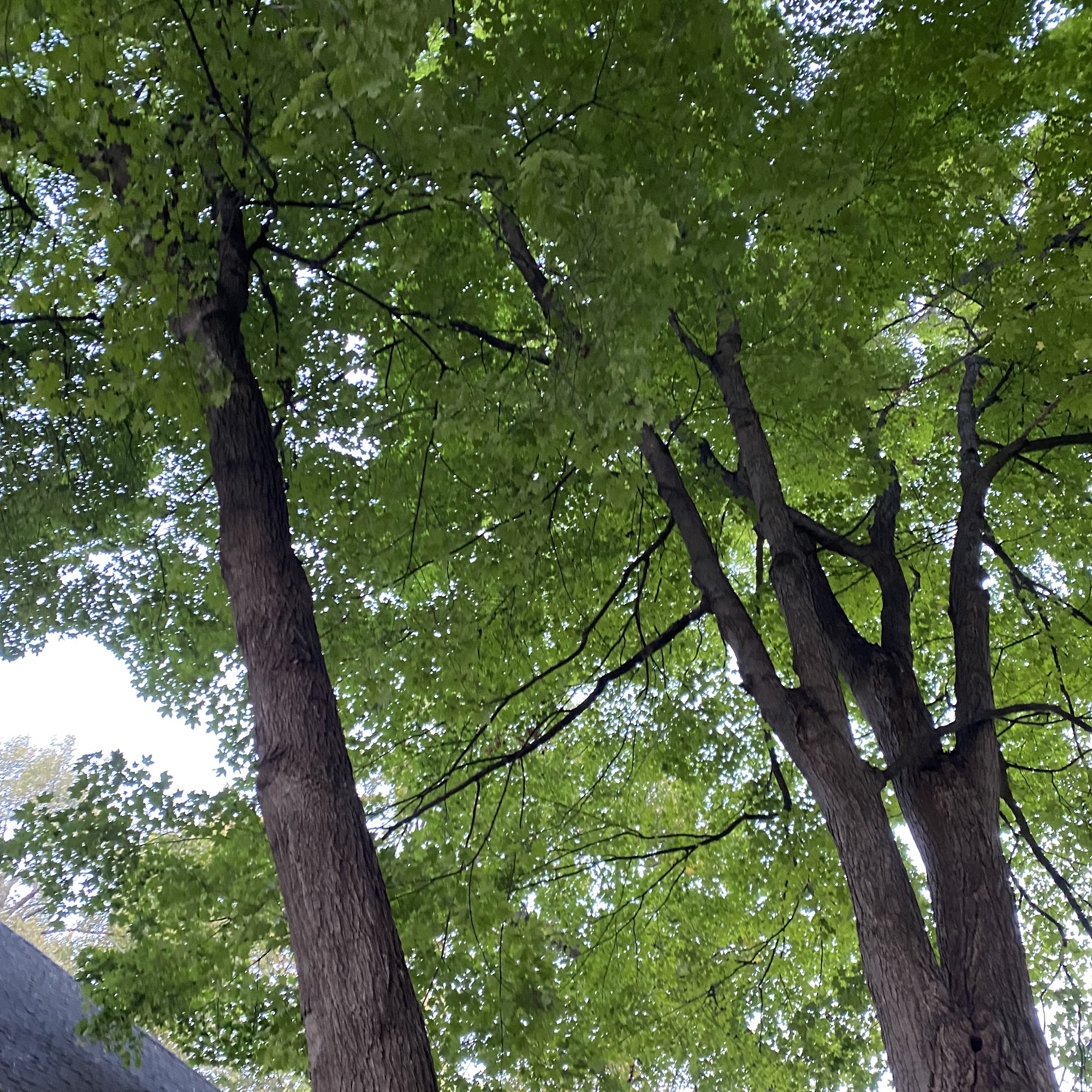 Nature's Touch Tree Care and Landscaping 7106 Bunker Ct, Eden Prairie Minnesota 55346