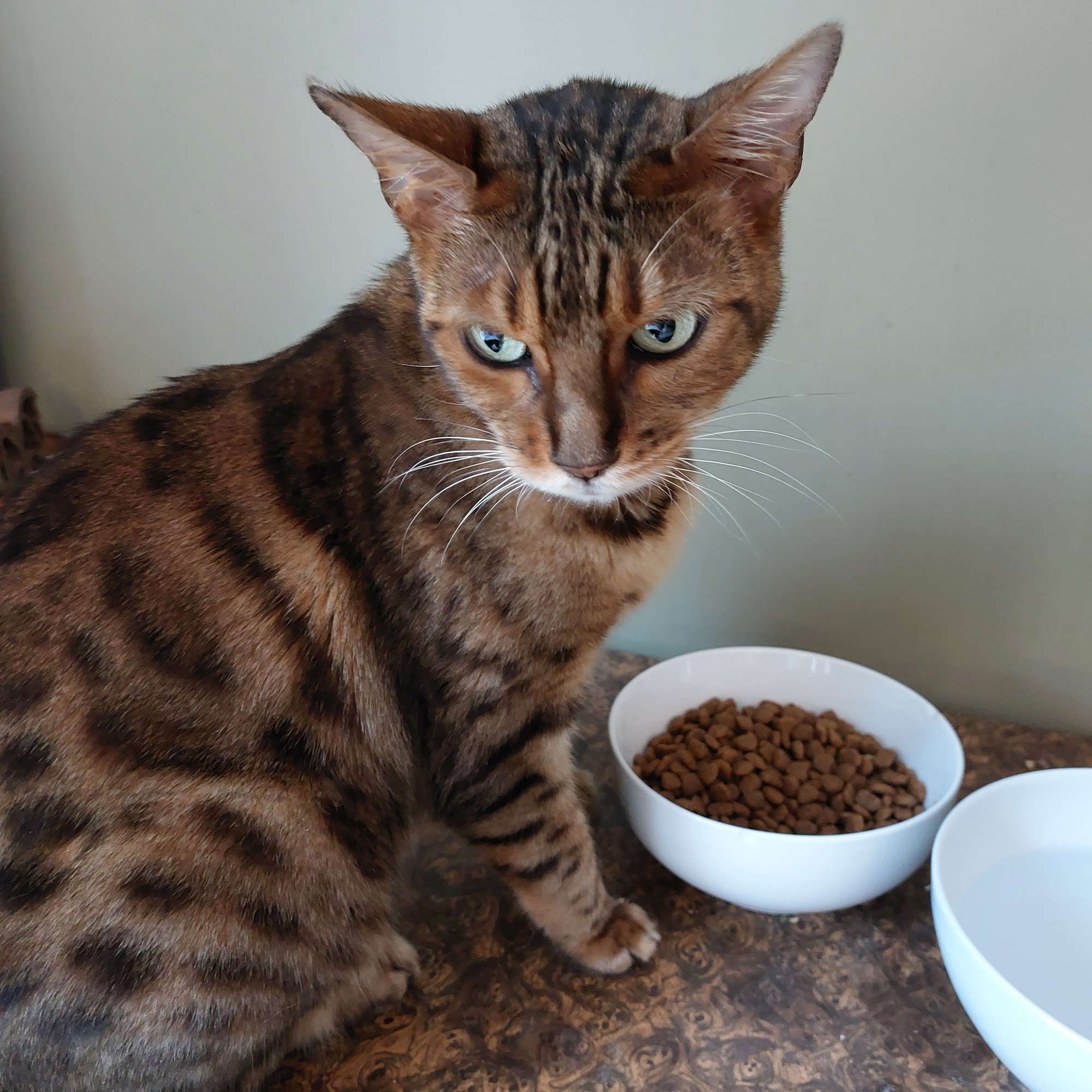 Animal & Exotic Wellness Center Elk River