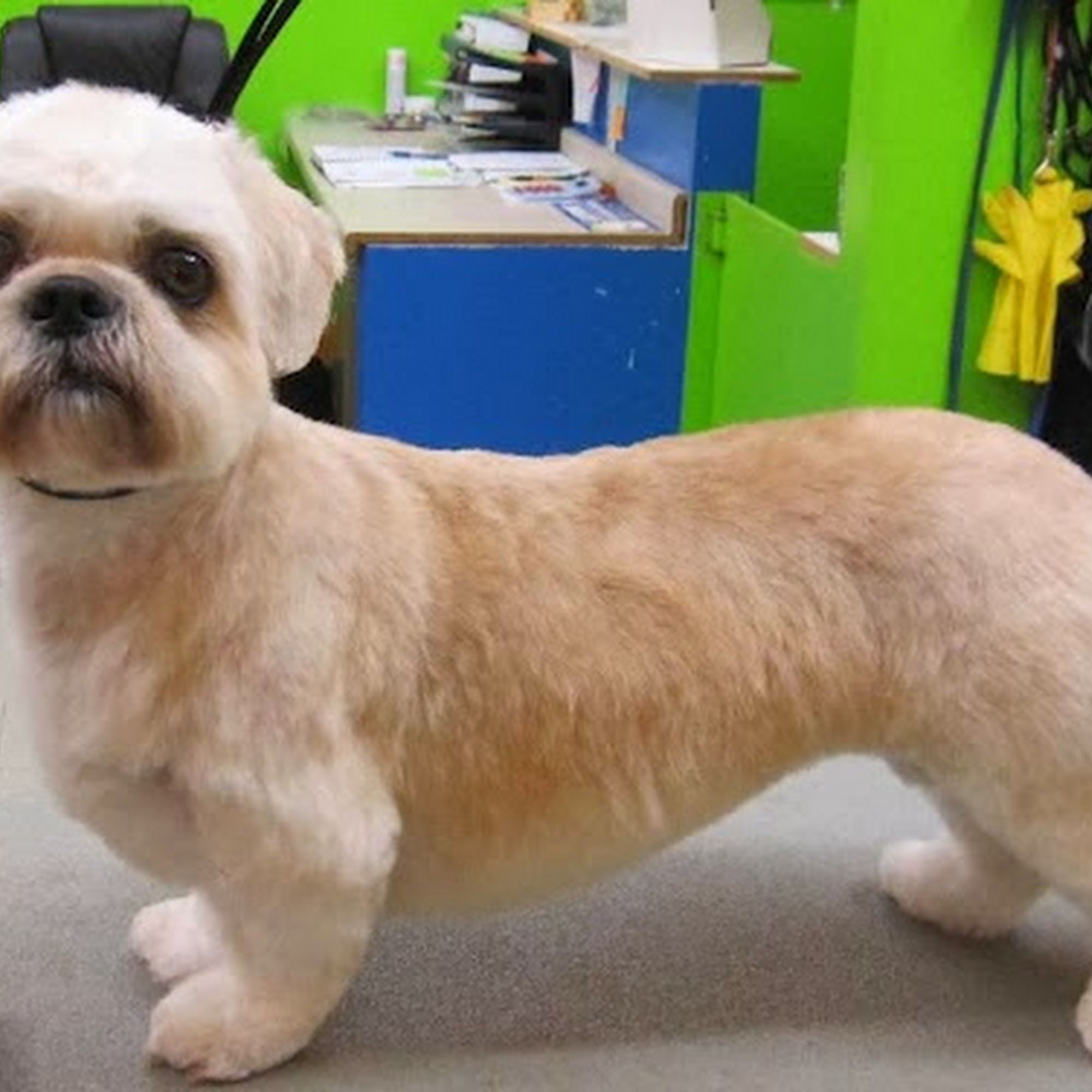 Paradise Paw Spa LLC Elk River