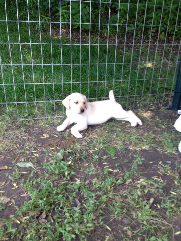 Elk River Kennels Elk River