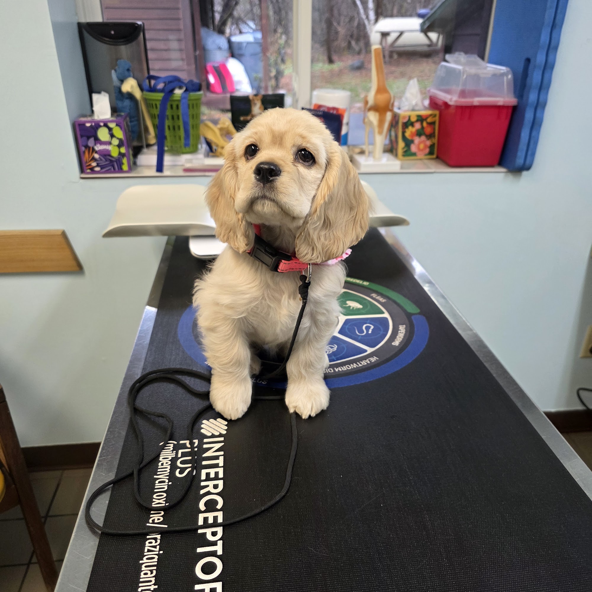 Ely Veterinary Clinic Ely