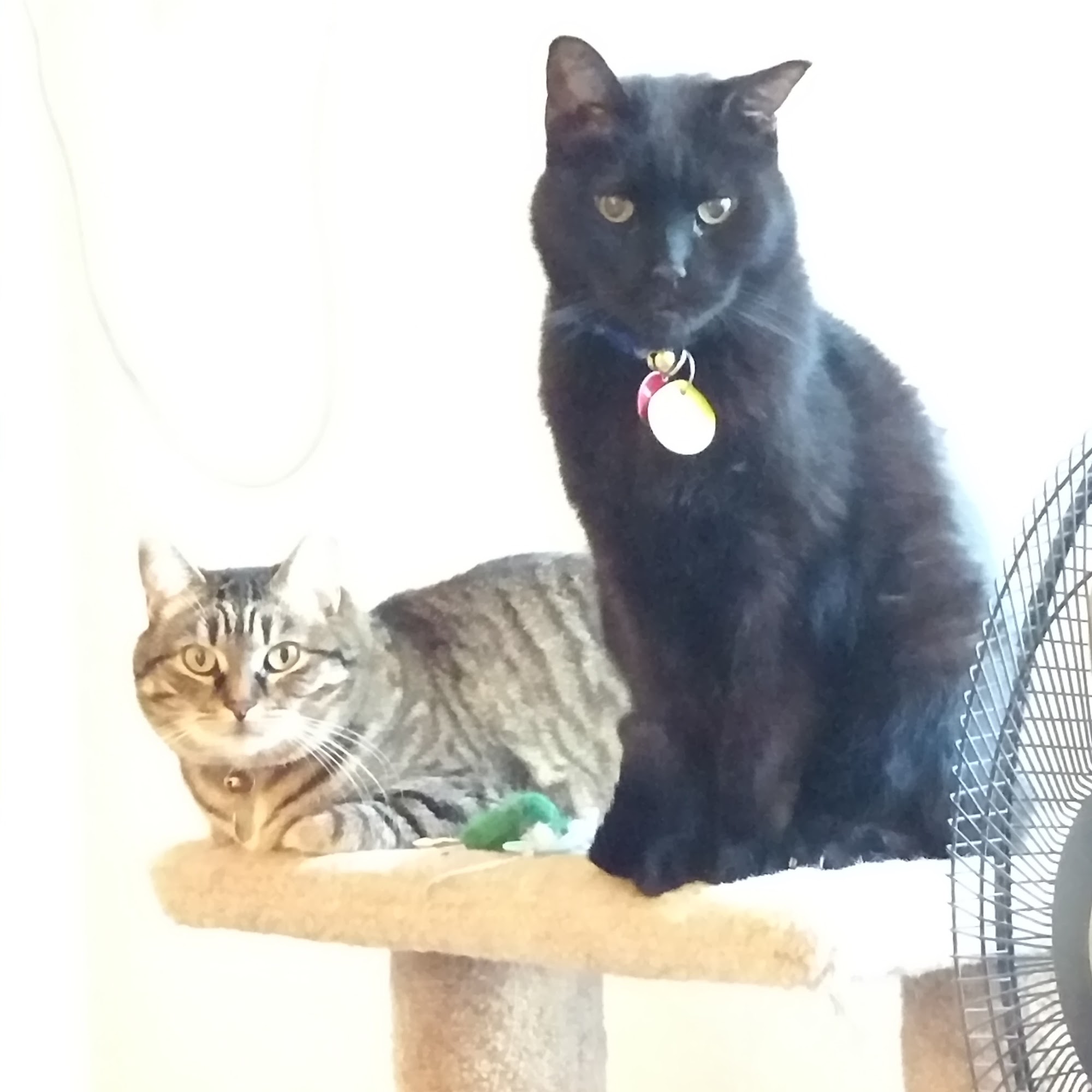 Excelsior Animal Hospital Excelsior