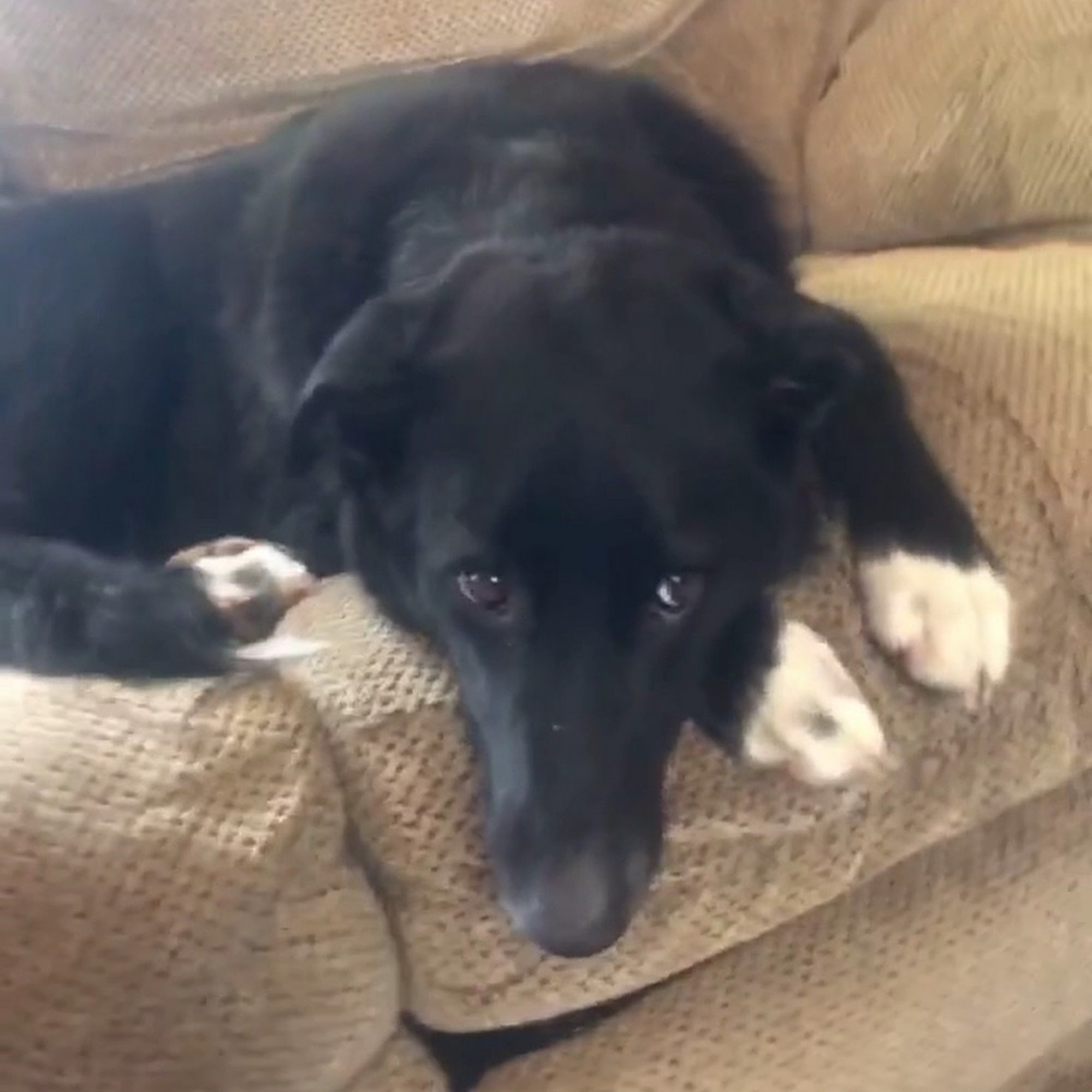 Martin County Humane Society Fairmont