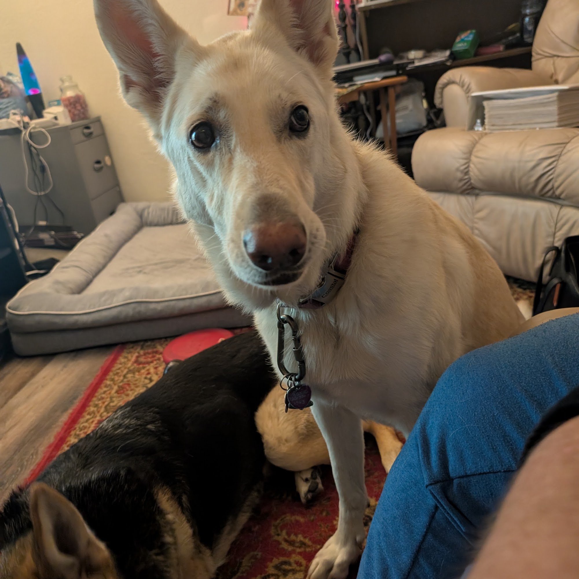 Heartland Animal Hospital Faribault