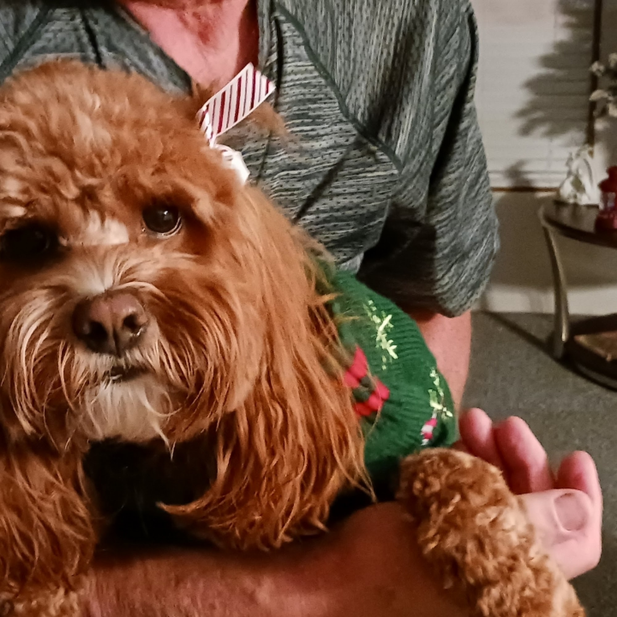 Heartland Animal Hospital: Born Candace DVM Faribault