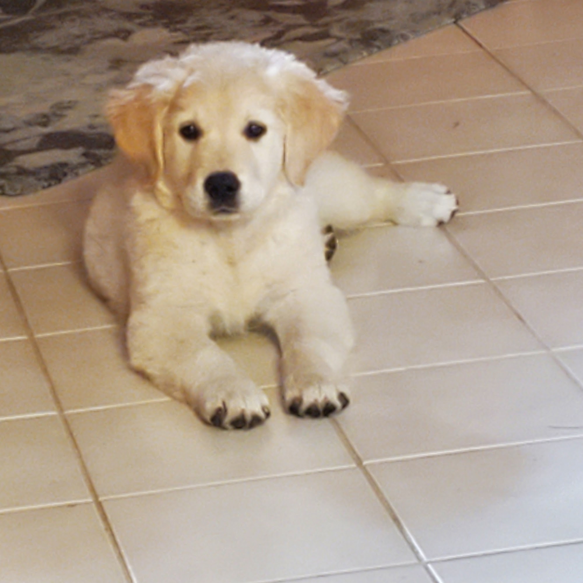 Ramblin Gypsy Ranch Faribault