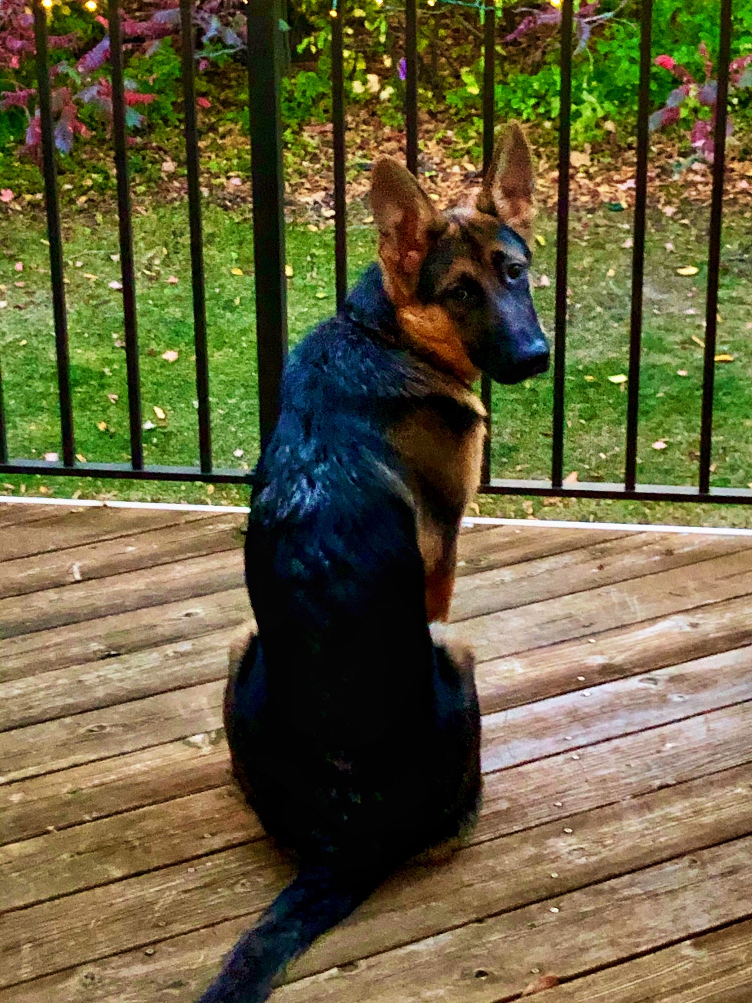 Randy's Shepherds Faribault