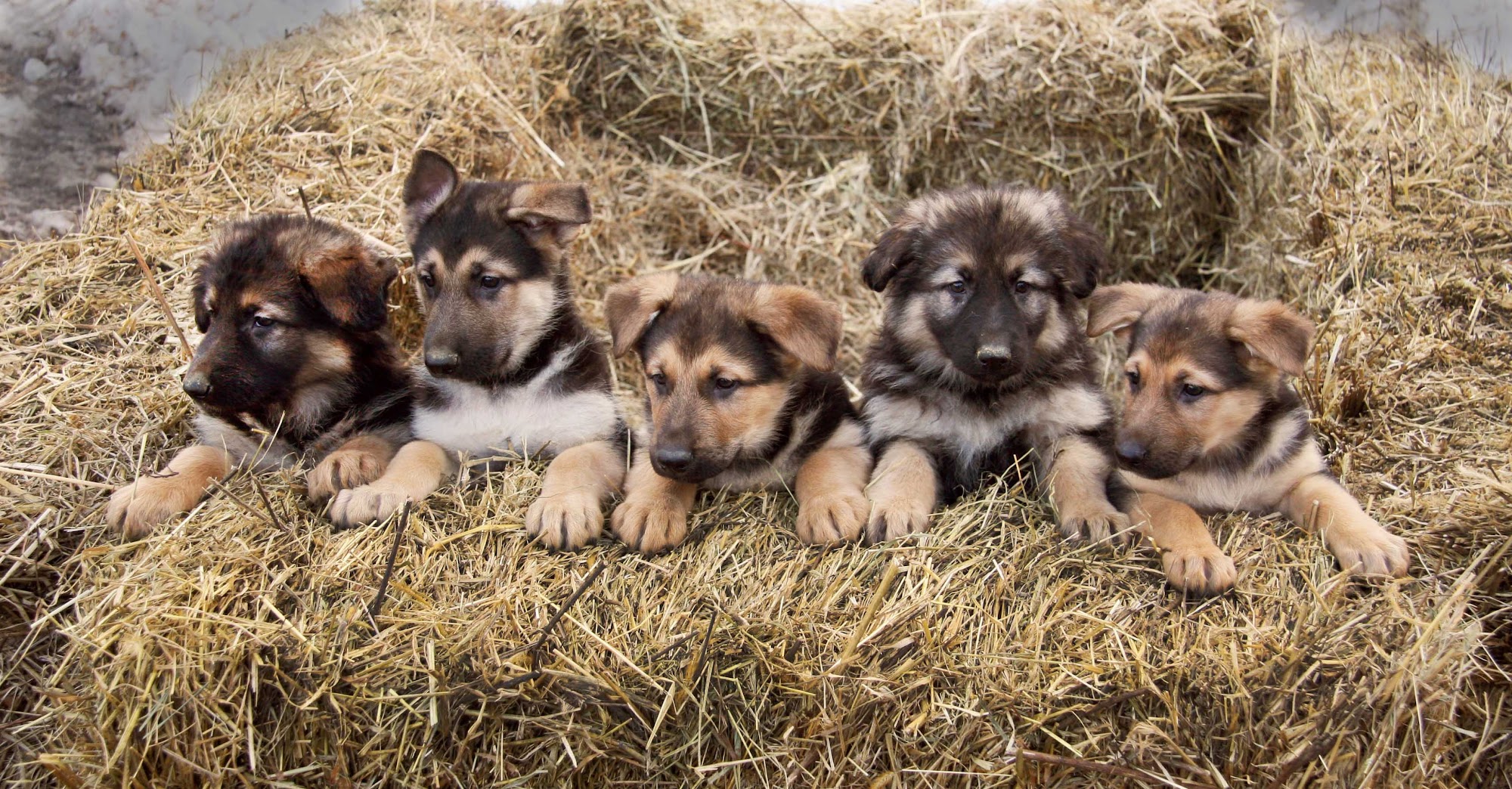 Randy's Shepherds Faribault