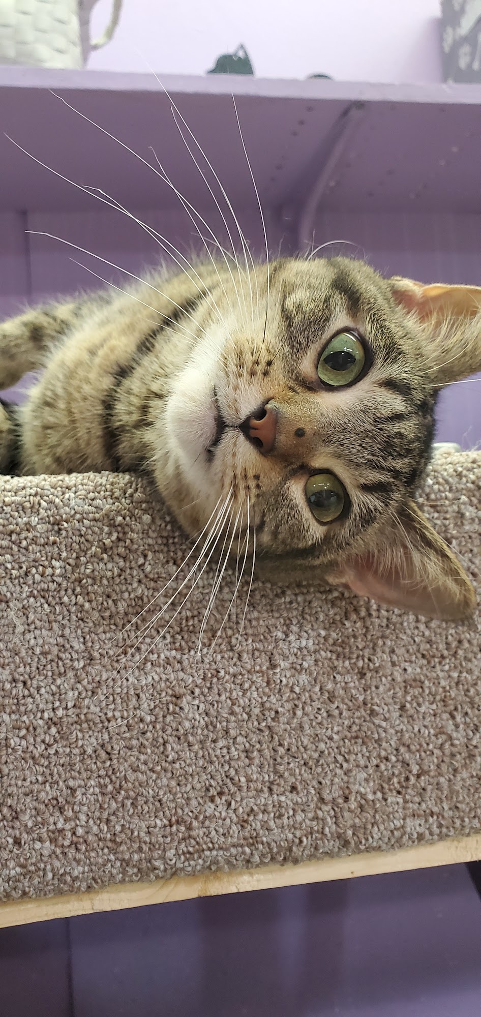 Rescue 55021 Faribault