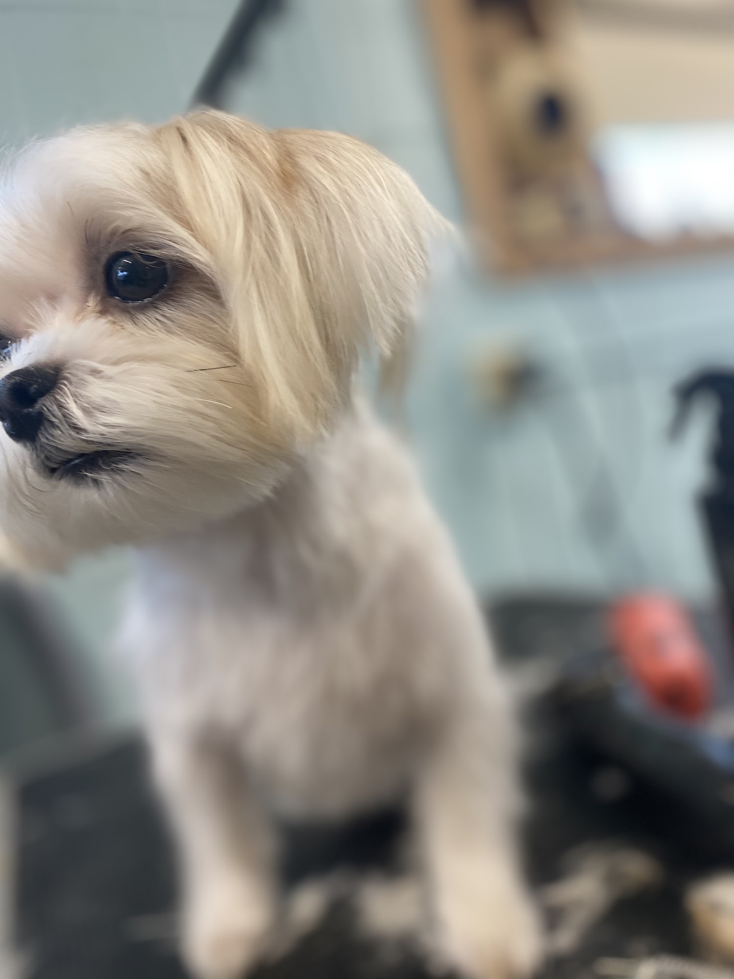 The Groomery LLC Faribault