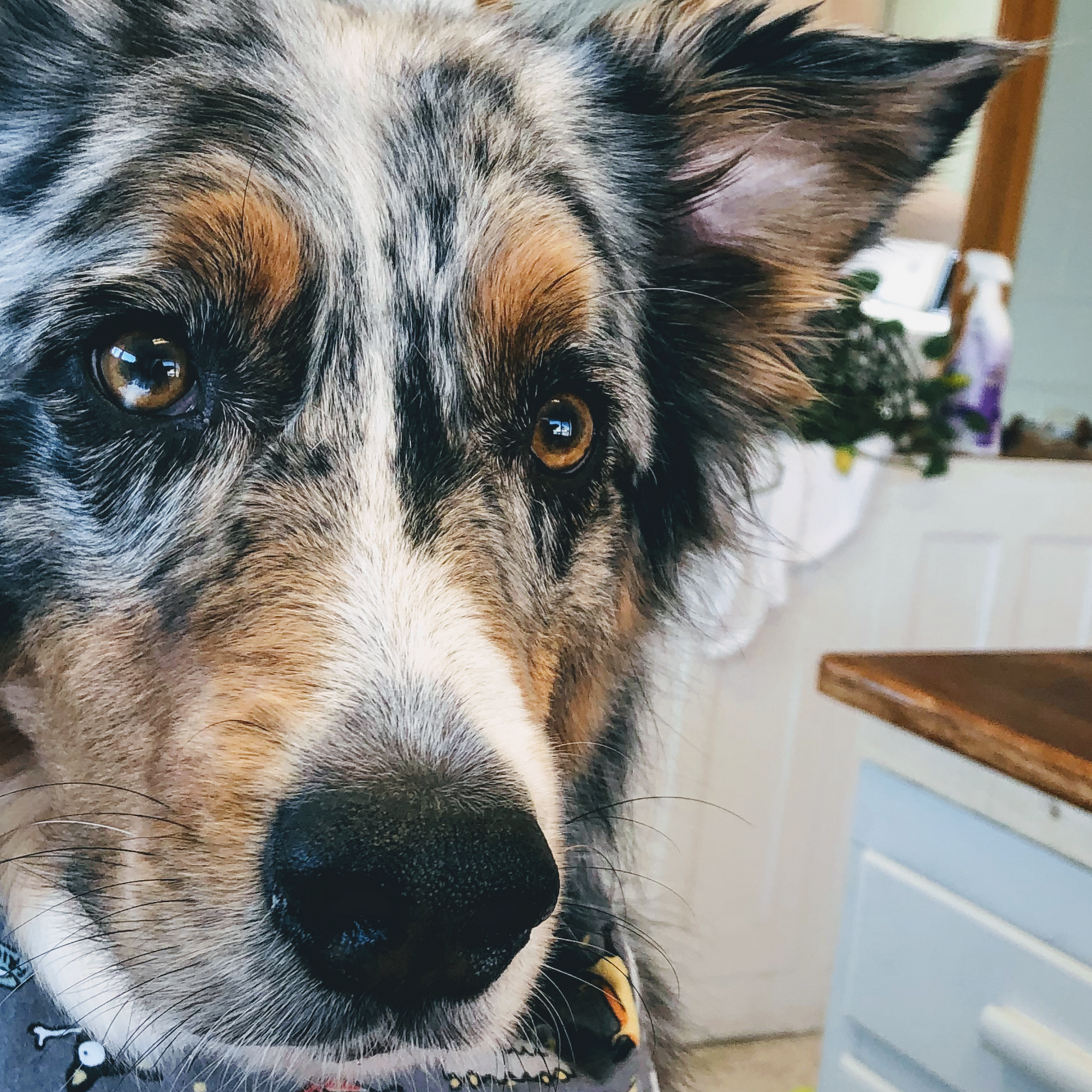 The Groomery LLC Faribault