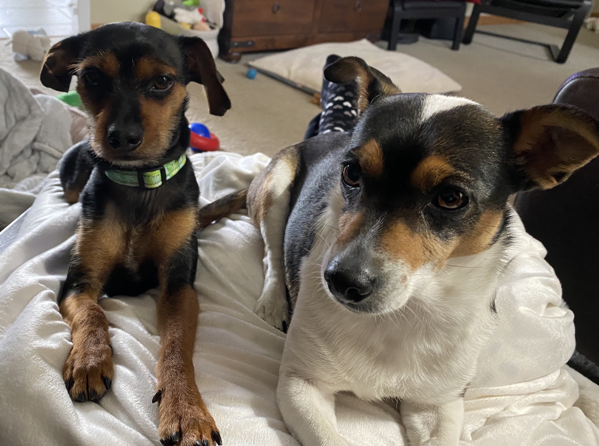 Akin Hills Pet Hospital Farmington